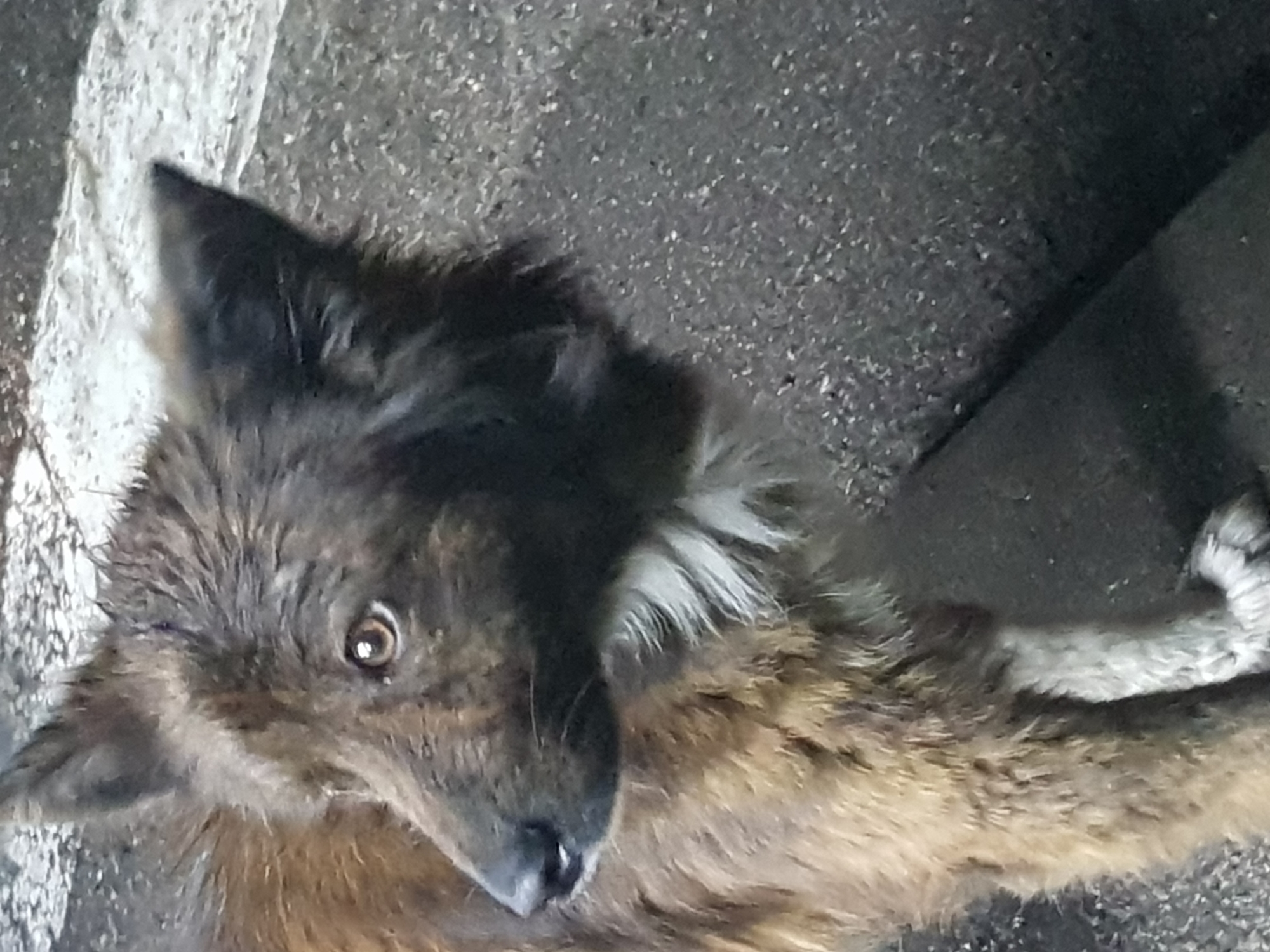 This is a close-up, angled photograph of a canid, likely a dog, lying on asphalt. The animal has dark fur on its head and back, transitioning to a lighter brown on its body. Its eyes are a light brown, and it appears to be looking directly at the camera with a calm expression. The fur around its neck and ears is lighter and somewhat wispy. The background consists of dark gray asphalt, with a lighter gray strip running diagonally across the upper left portion of the frame, suggesting a road or pathway. The lighting is subdued, indicating it might be overcast or late in the day. No text is visible in the image. The scene appears to be outdoors in a rural or semi-urban setting given the asphalt and the general appearance of the environment.