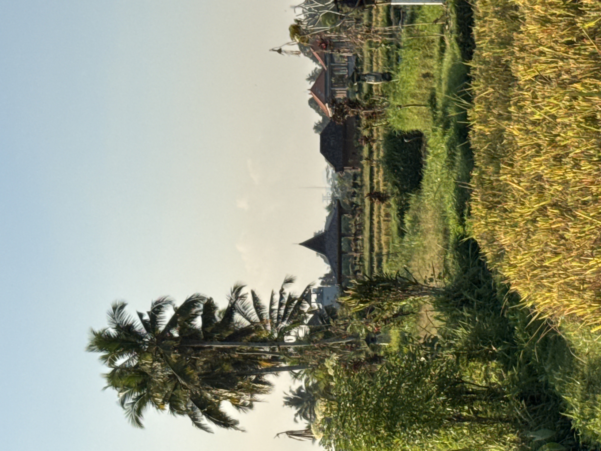 A wide-angle, eye-level, vertical outdoor shot captures a sunlit scene in Ubud District, Indonesia. In the foreground, golden, dry rice stalks dominate the frame, transitioning into green foliage and lush vegetation. In the middle ground, a series of traditional Balinese structures with thatched roofs are visible amidst the rice paddies. One structure, a large pavilion with an open-air design, stands out with its dark thatched roof and dark wooden posts. Further back, other buildings with reddish-tiled roofs and more open pavilion-like structures are scattered across the landscape. Several tall palm trees with green fronds stand prominently on the left side of the image, contrasting with the vibrant green of the surrounding vegetation and the golden hues of the rice. The sky above is a clear, pale blue with a hint of yellow near the horizon, suggesting it is either early morning or late afternoon. The overall impression is of a serene rural landscape, typical of Bali. There are no people visible in the frame.