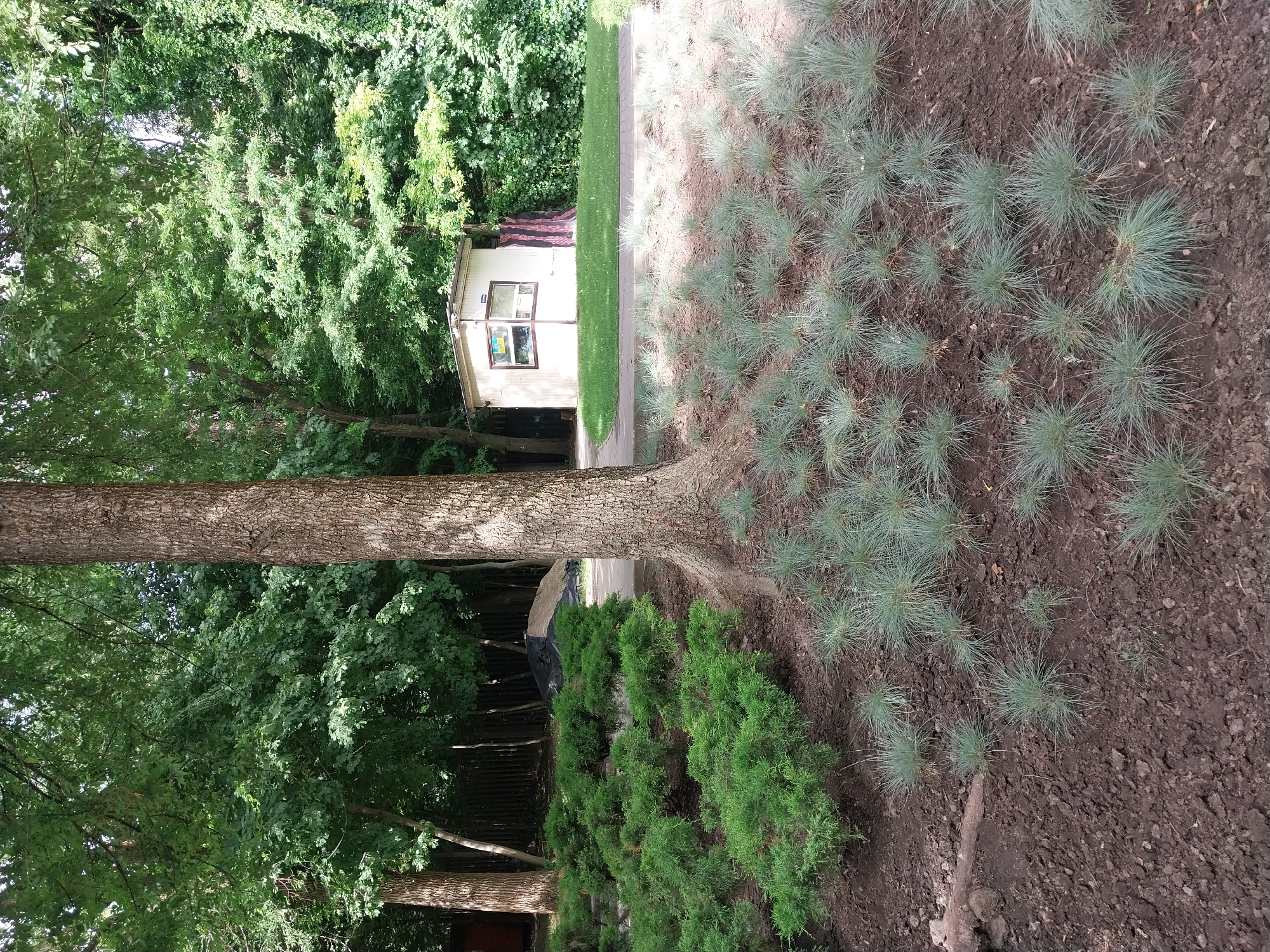 This image depicts a section of a park in Dnipro, Ukraine, featuring a small, light-colored booth with a window and a roof, situated amidst lush green trees and vegetation. In the foreground, a large tree trunk stands prominently. The ground is covered with dark soil and a variety of plants, including low-lying green bushes and tufts of slender, bluish-green grass. A paved walkway is visible, leading towards the booth, which is set back from the path. The background is dominated by dense foliage from mature trees, creating a natural, park-like environment.