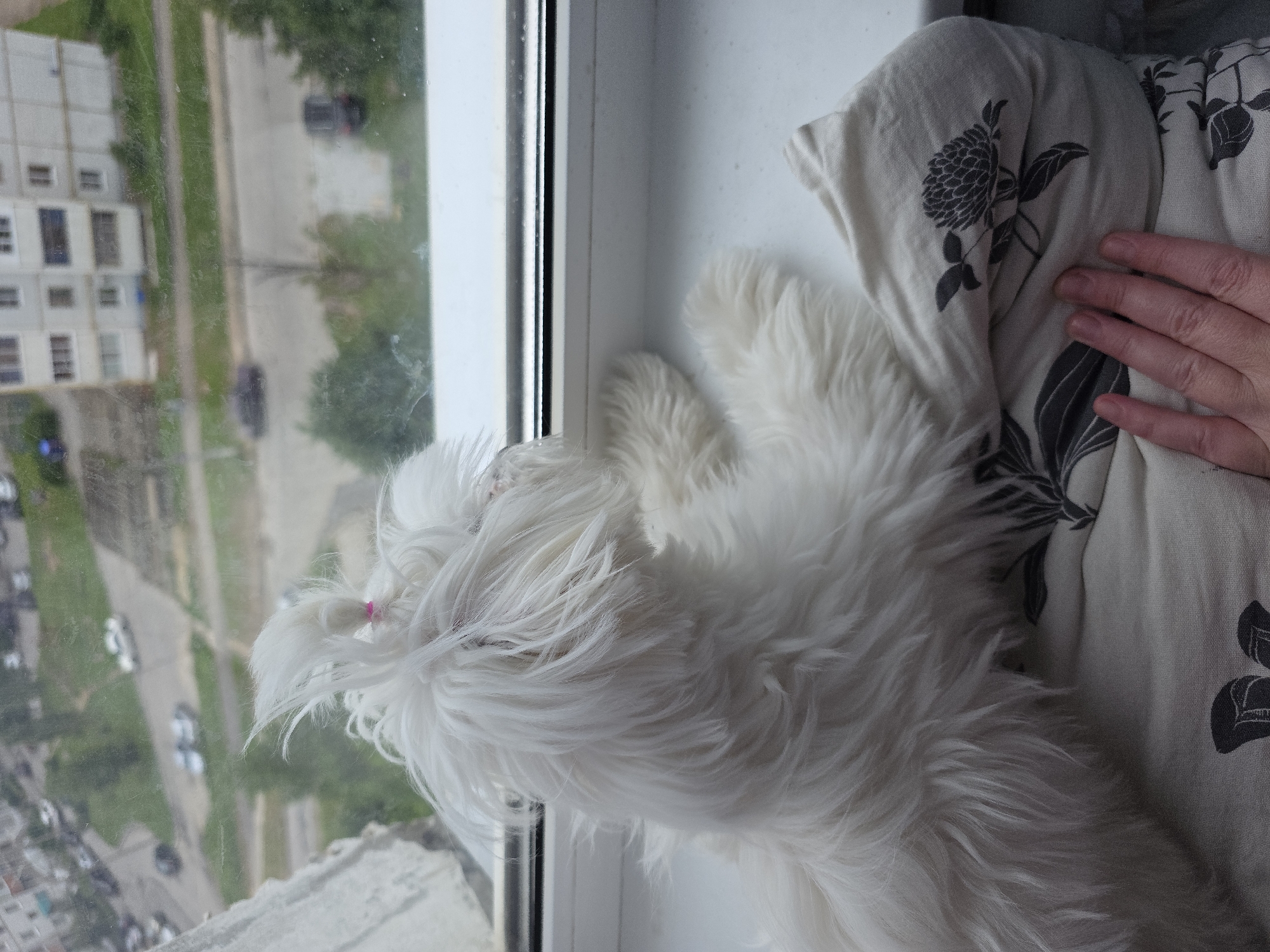 A small white dog with fluffy fur sits on a windowsill, looking out a window at a city street scene. The dog is facing away from the camera, its head turned to the side. A pink hair tie is visible on the dog's head. Outside the window, cars are driving on a street, and buildings are visible in the background. A hand with manicured nails is resting on a blanket in the foreground. The scene appears to be in an apartment building in the city of Novocheboksarsk, Russia, given the architectural style of the buildings and the overall urban environment.