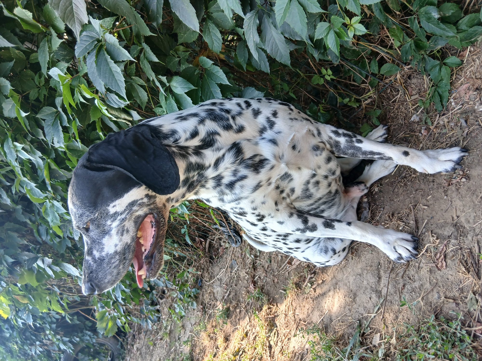 A dalmatian dog sits in a patch of dirt next to a wall covered in green ivy. The dog is mostly white with black spots and a black head. Its mouth is open and its tongue is hanging out. The dog is looking to the left of the frame. The lighting suggests it is daytime, with shadows cast on the ground from the left. The ivy is dense and leafy.