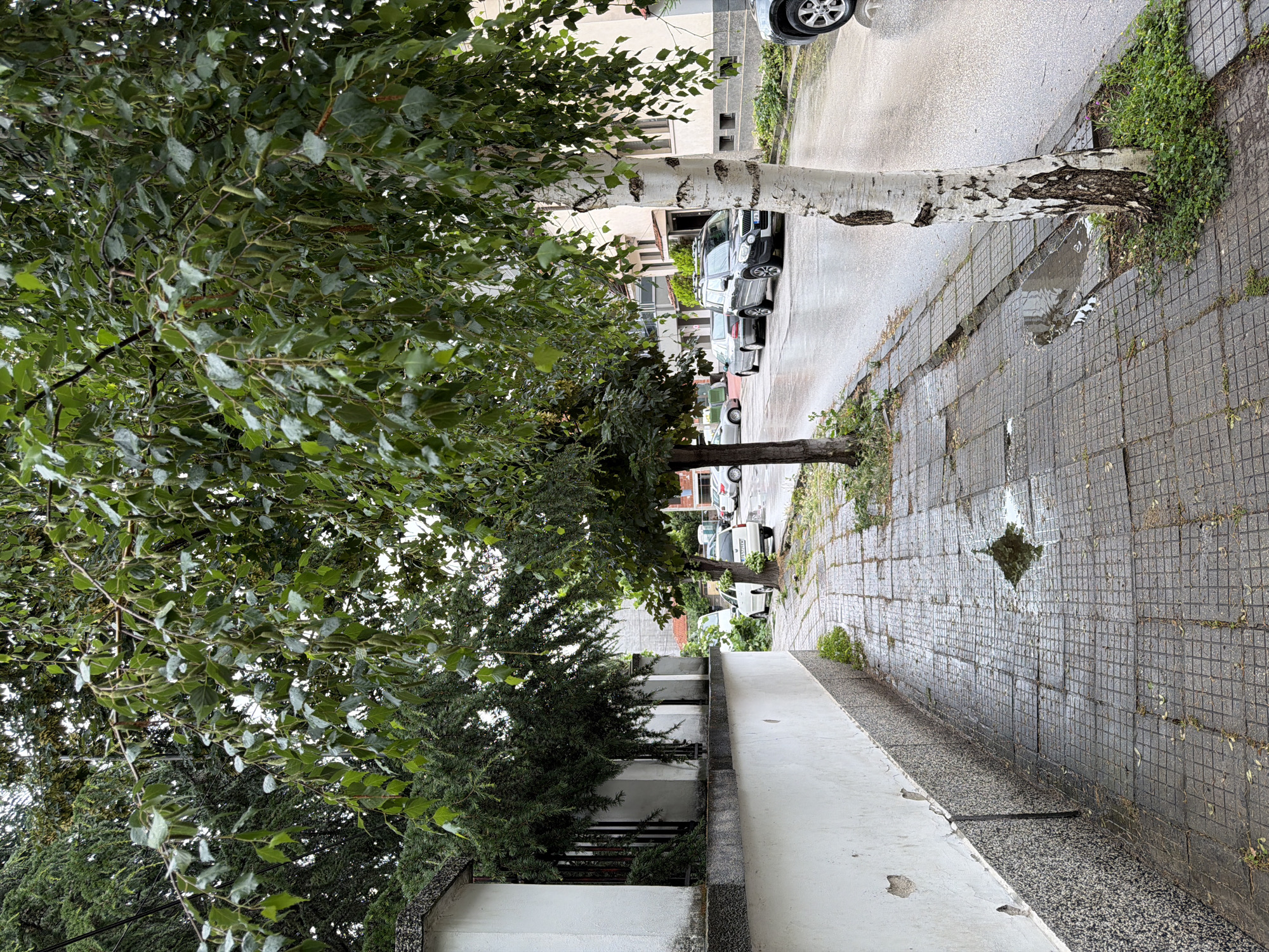 The image depicts a wet sidewalk next to a street in Pazardzhik, Bulgaria. A white textured wall with a grey speckled base runs along the left side of the sidewalk. Paving stones form the sidewalk, which is partially overgrown with grass in places, and has several puddles of water, indicating recent rainfall. Trees with green leaves and drooping branches line the sidewalk and the street. The street is wet and reflects the surroundings. Several cars are parked along the street, including a white hatchback, a silver sedan, a dark SUV, and a portion of another vehicle on the far right. Buildings are visible in the background, some with balconies. The overall atmosphere is overcast and damp.