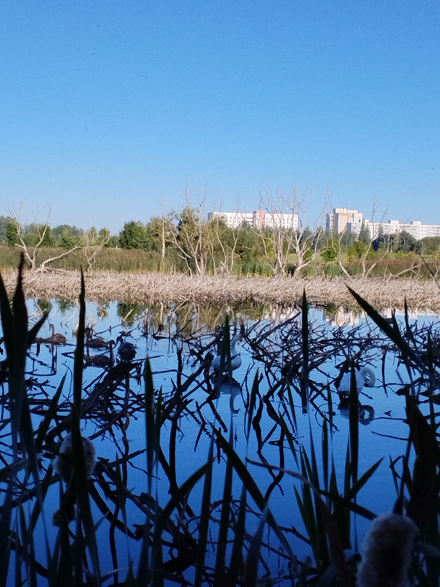 This is a horizontal, eye-level shot of a tranquil lake reflecting the bright blue sky. In the foreground, dark, spiky reeds and bare branches create a silhouette against the water. The lake is populated by several birds, including at least four dark-feathered birds, possibly geese, swimming together in the middle distance. To the right, two white swans are visible, one partially submerged. In the background, dense, dry reeds line the edge of the lake, giving way to a line of green trees and then a cluster of light-colored, multi-story apartment buildings. The overall impression is one of a serene natural setting within an urban environment, likely within the city of Minsk, Belarus.