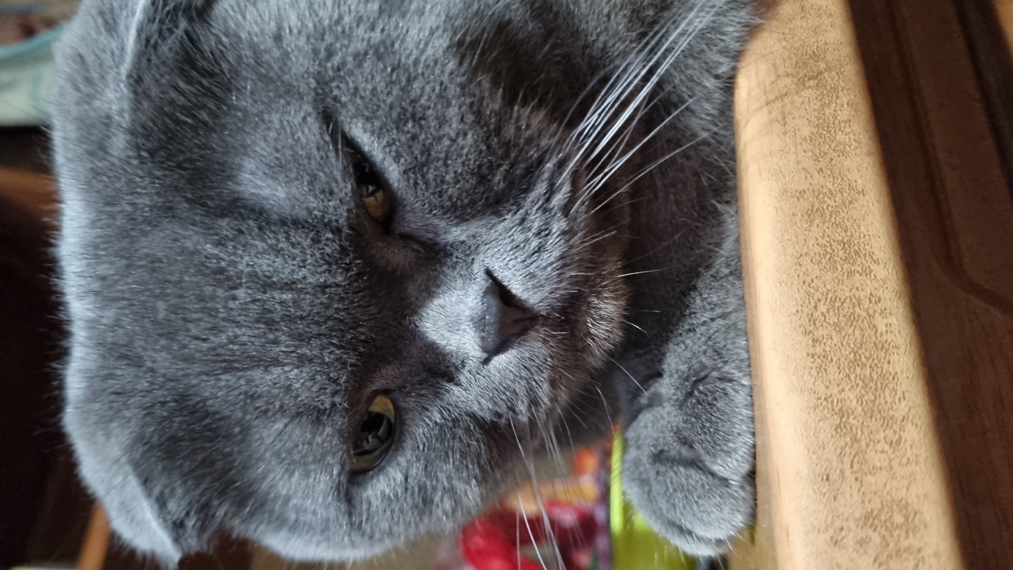 A close-up, head-on shot of a gray Scottish Fold cat's face is captured. The cat has characteristic folded ears and distinctive yellow-green eyes. Its expression is somewhat stern or contemplative. The cat is positioned at the edge of a wooden surface, with its front paws resting on it. In the blurred background, there are hints of colorful objects, possibly toys or decorations. The image's lighting creates subtle shadows on the cat's face, emphasizing its features. The location is identified as Vysokoe, Russia.