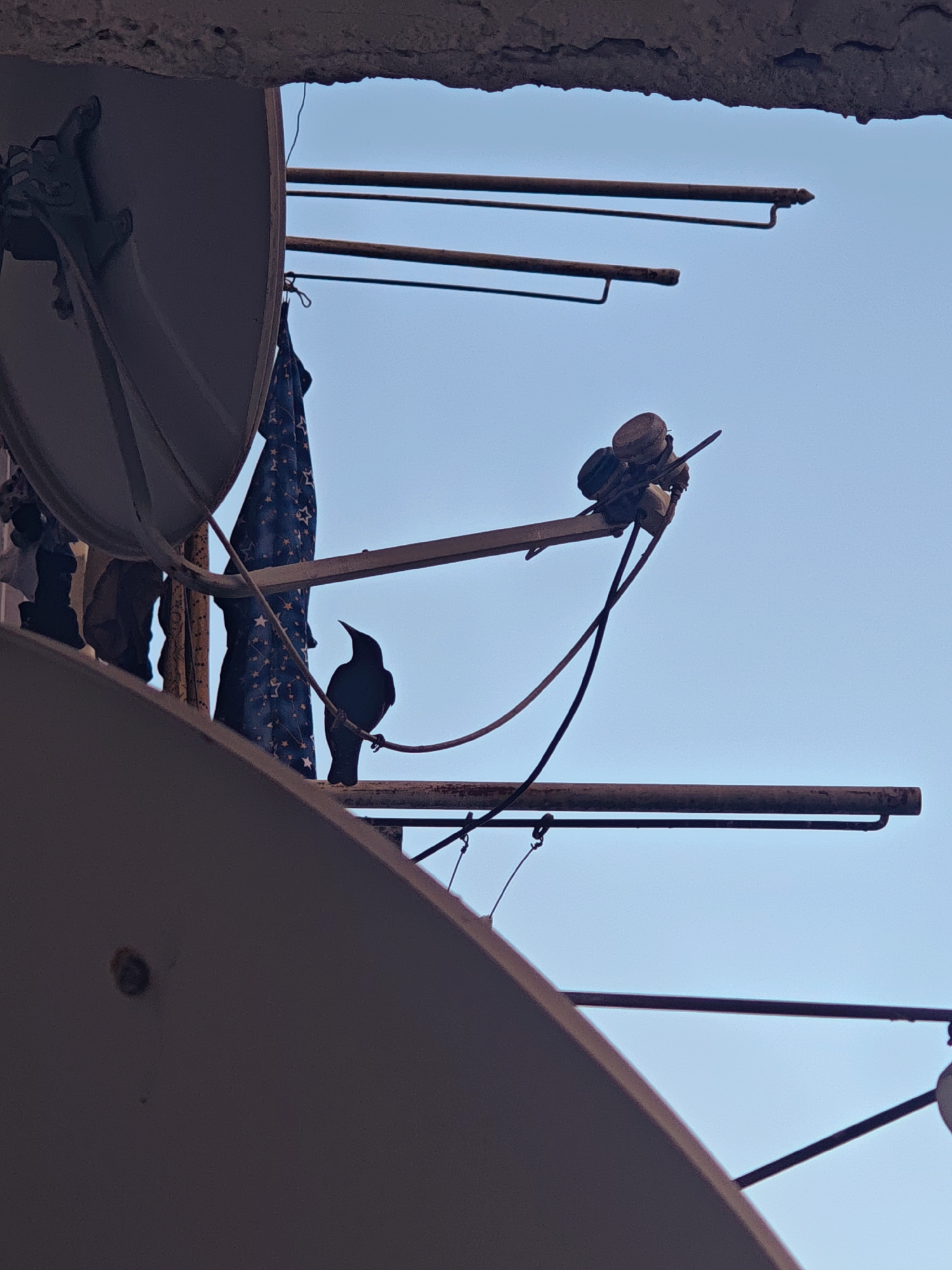 This is a close-up, low-angle shot of a black bird perched on a wire in front of a clear blue sky. The bird is silhouetted and facing to the left. Behind the bird, there are several satellite dishes, some of which are partially visible, and a blue fabric with white stars is hanging from one of the satellite dish mounts. In the foreground, a large portion of a light-colored satellite dish is in sharp focus. The scene appears to be on a rooftop or balcony. The overall atmosphere suggests an urban environment, possibly in Tbilisi, Georgia, given the architectural style implied by the concrete structures and ubiquitous satellite dishes. The lighting suggests it is either early morning or late afternoon. There are no people visible in the image.