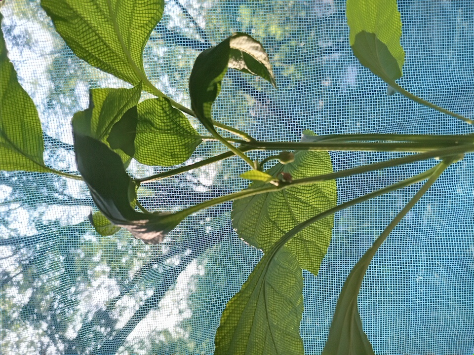 The image shows a close-up of a plant with large, green leaves, growing in front of a blue mesh screen. The screen is patterned with a grid of small squares and appears to be some sort of netting, possibly a window screen or shade. Through the screen, the blurry shapes of trees and sunlight are visible, suggesting an outdoor environment. The plant is the primary subject, with its stems and leaves occupying most of the frame. A small bud or developing flower is visible on one of the stems. The lighting suggests it is daytime, with sunlight filtering through the leaves and the screen. The image was taken in Angren, Uzbekistan.
