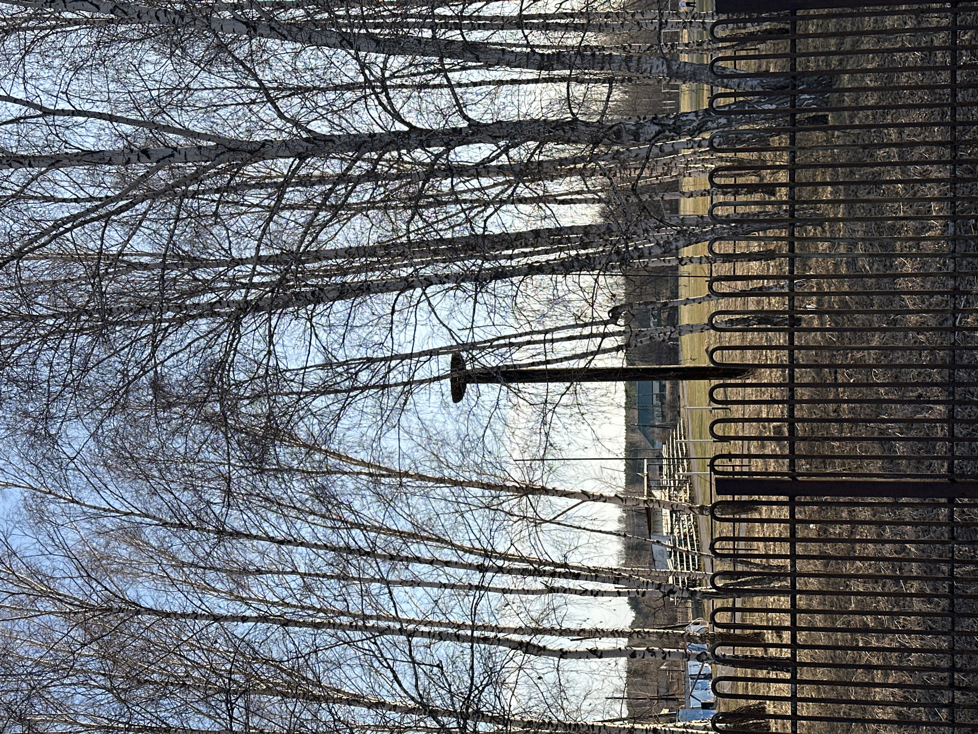This image captures an outdoor landscape, likely in Mirny, Russia, featuring a natural and man-made divide. The left side of the frame is dominated by numerous tall birch trees, their distinctive white and black bark visible, with a dense network of bare, leafless branches reaching towards a clear, light blue sky. This indicates the season is either late winter or early spring.
On the right side of the image, a robust, dark metal fence with vertical bars and decorative curved elements runs parallel to the viewer, serving as a prominent dividing line. Beyond the fence and between the trees, a wide expanse of dry, brownish-yellow field is visible, suggesting dormant vegetation. In the far background, obscured by the trees and distance, some indistinct buildings or structures can be seen, hinting at human development beyond the immediate natural scene.
The lighting suggests it is daytime, with a clear sky and no clouds. There are no people or specific activities depicted, presenting a static, serene, yet stark view of the environment. No text is visible in the image.