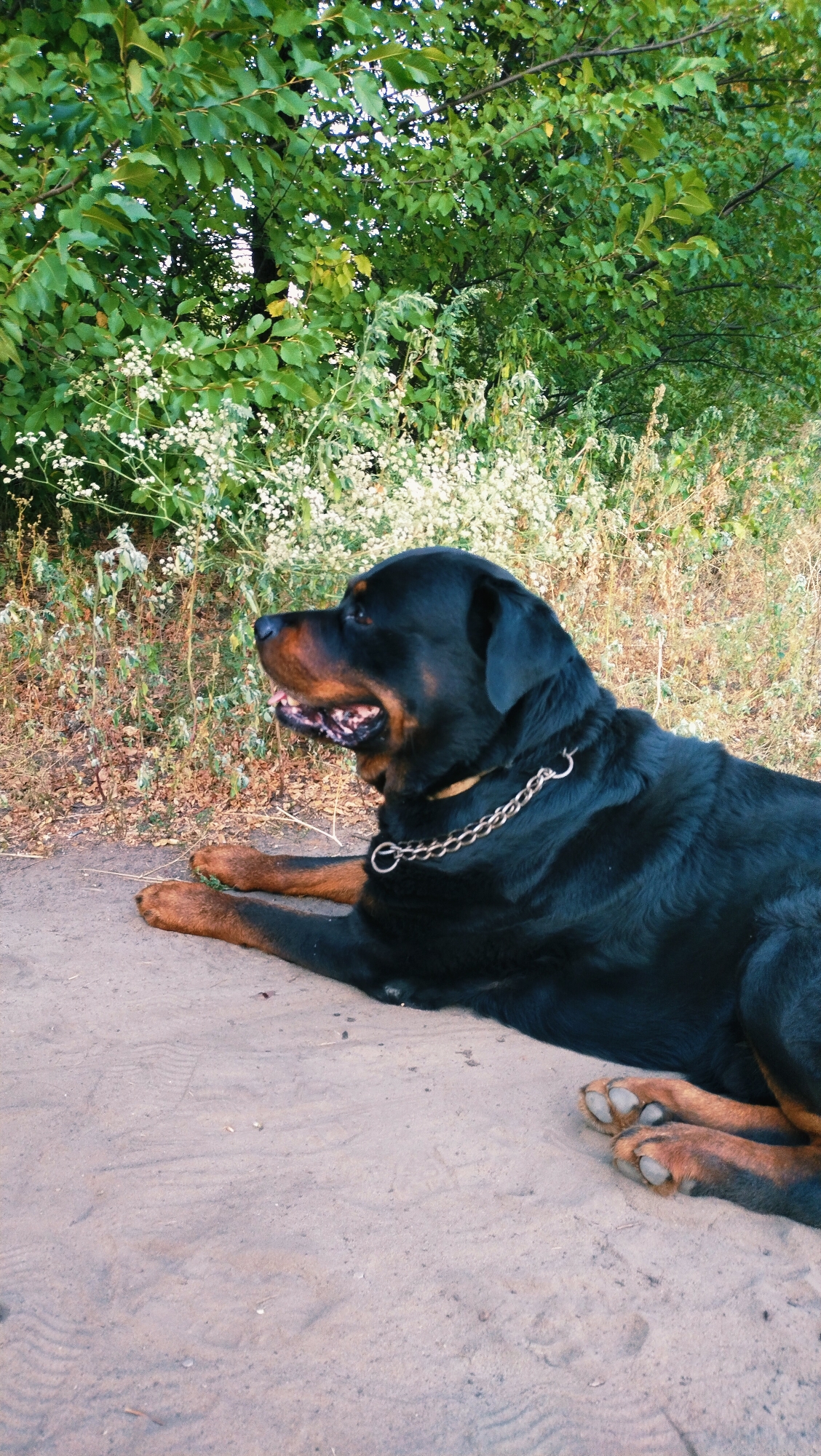 A Rottweiler dog with a chain collar lies on sandy ground with a backdrop of green foliage and dry grass, suggesting an outdoor setting likely in Horishni Plavni, Ukraine. The dog is facing left in profile, with its mouth open and tongue visible. Its paws are splayed out on the ground. The foreground is dominated by the sandy surface, with some indentations and small debris. The background consists of dense green leaves of trees and shrubs, with some white flowers interspersed among drier, taller grasses and plants. The lighting suggests it is daytime.