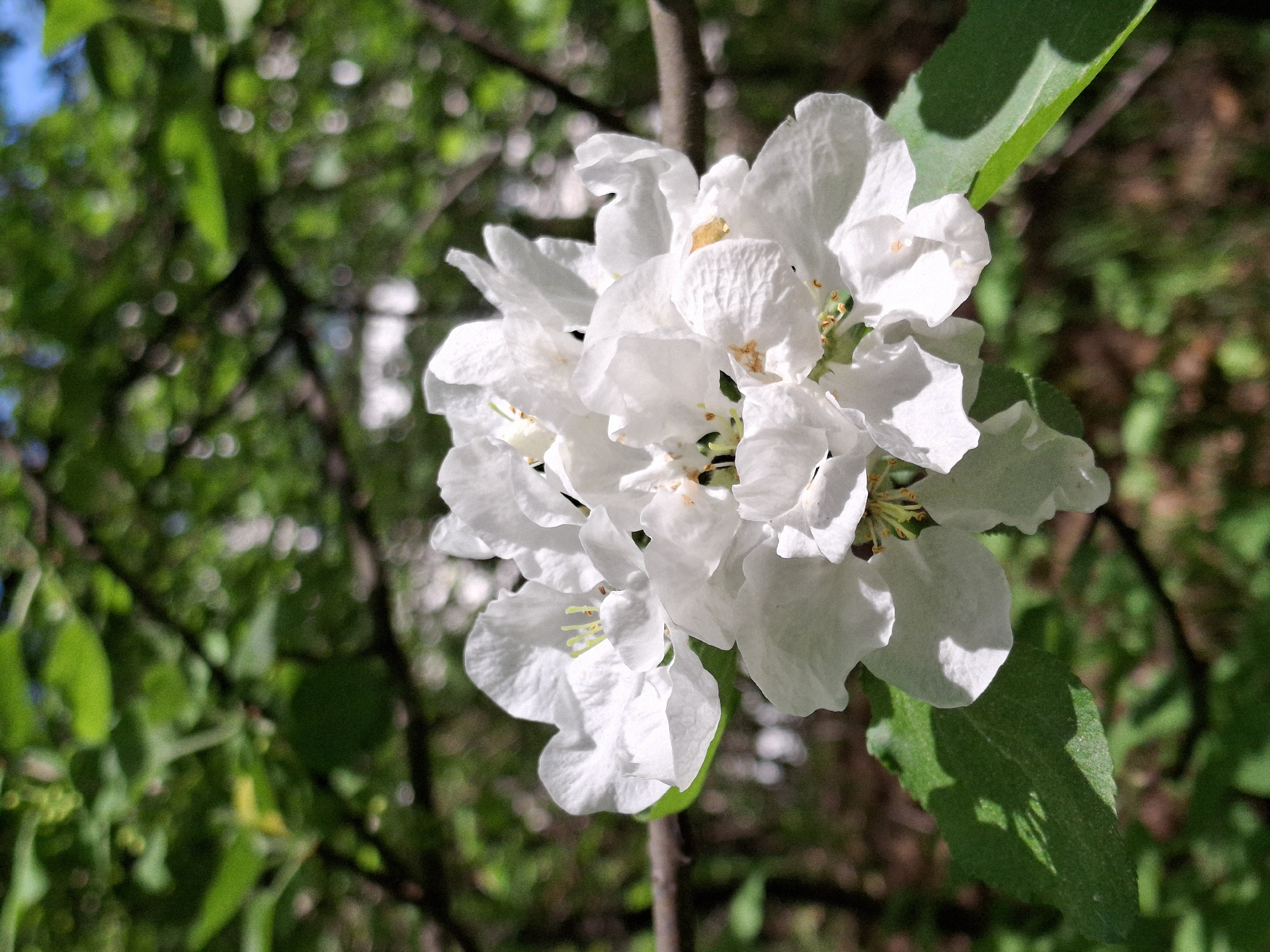 A close-up shot depicts a cluster of white apple blossoms on a branch, likely in the city of Chaikovsky, Russia. The flowers are the focal point, exhibiting a delicate, multi-layered structure with visible stamens. A green leaf is positioned near the blossoms, providing a contrast in color and texture. The background is blurred, featuring green foliage and a hint of blue sky, creating a natural, outdoor setting. The lighting appears to be bright and sunny, casting shadows on the leaves and petals.