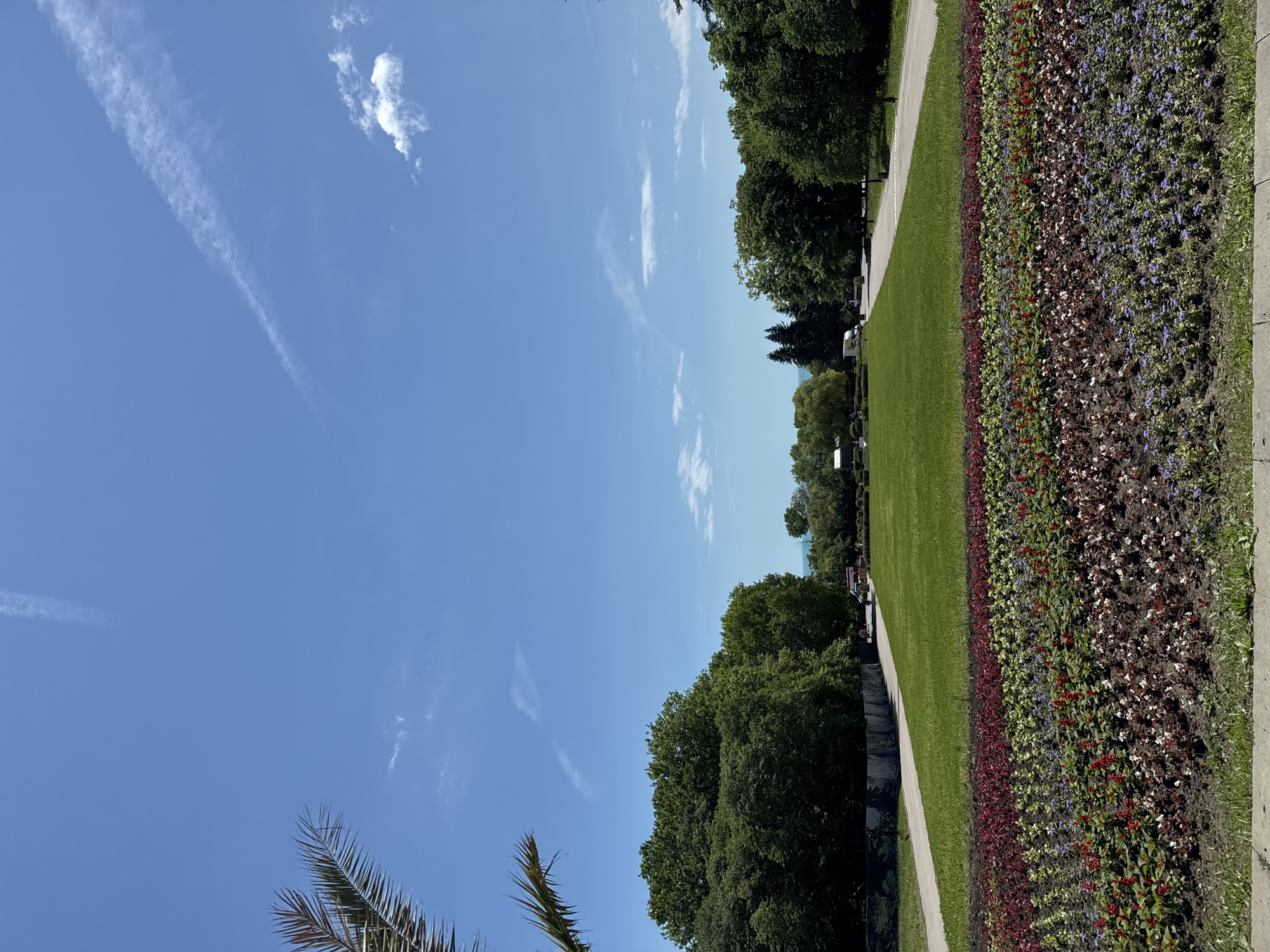 The image captures a vibrant, well-maintained outdoor landscape, likely a park or botanical garden, under a clear blue sky. The photo is taken on a bright, sunny day, indicated by the crisp light and distinct shadows.
The upper portion of the frame is dominated by a brilliant blue sky, featuring a few wispy white clouds and a prominent, elongated contrail stretching diagonally from the upper left. A small portion of a palm frond is visible in the bottom-left corner, suggesting the specific flora of the area.
The ground level features a meticulously kept expanse of green grass. A light-colored, paved pathway runs alongside the lawn, curving slightly into the distance. Adjacent to the path and grass, a long, elaborate flower bed showcases multiple rows of colorful plantings. These include deep red flowers, various shades of purple, and possibly white or lighter-colored blooms, creating a rich tapestry of color.
In the mid-ground and background, numerous mature trees with dense, dark green foliage line the edges of the park, providing shade and depth to the scene. These appear to be primarily deciduous trees, with some darker conifers visible further back. The overall impression is one of tranquility and natural beauty, with no human activity or structures prominently visible. There is no visible text in the image.