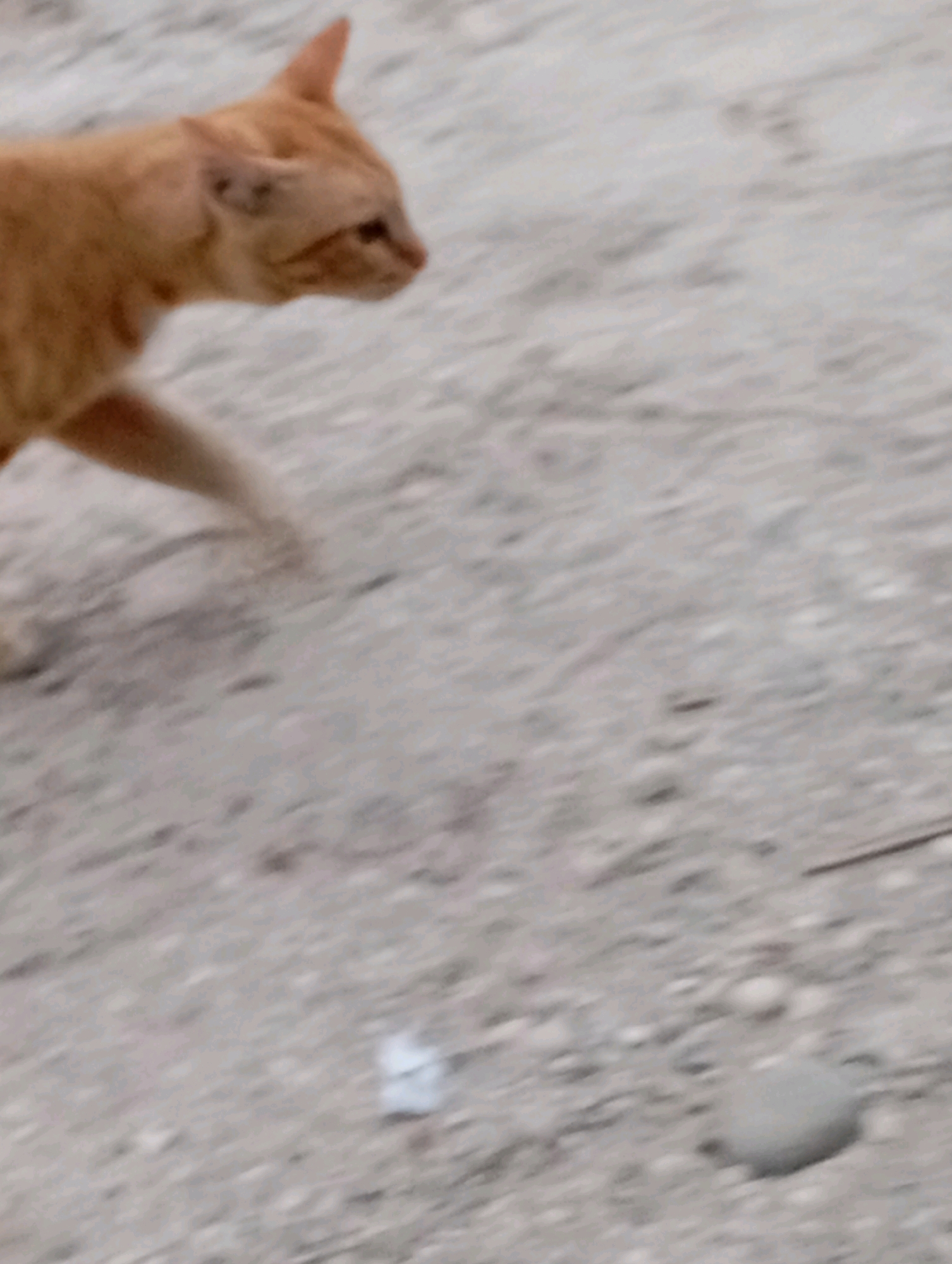 In Tumbang Tariak, Indonesia, a ginger cat walks across a gravelly, dusty surface. The cat is in profile, facing left, with its body blurred due to motion. The background is indistinct, but appears to be a natural outdoor environment.
