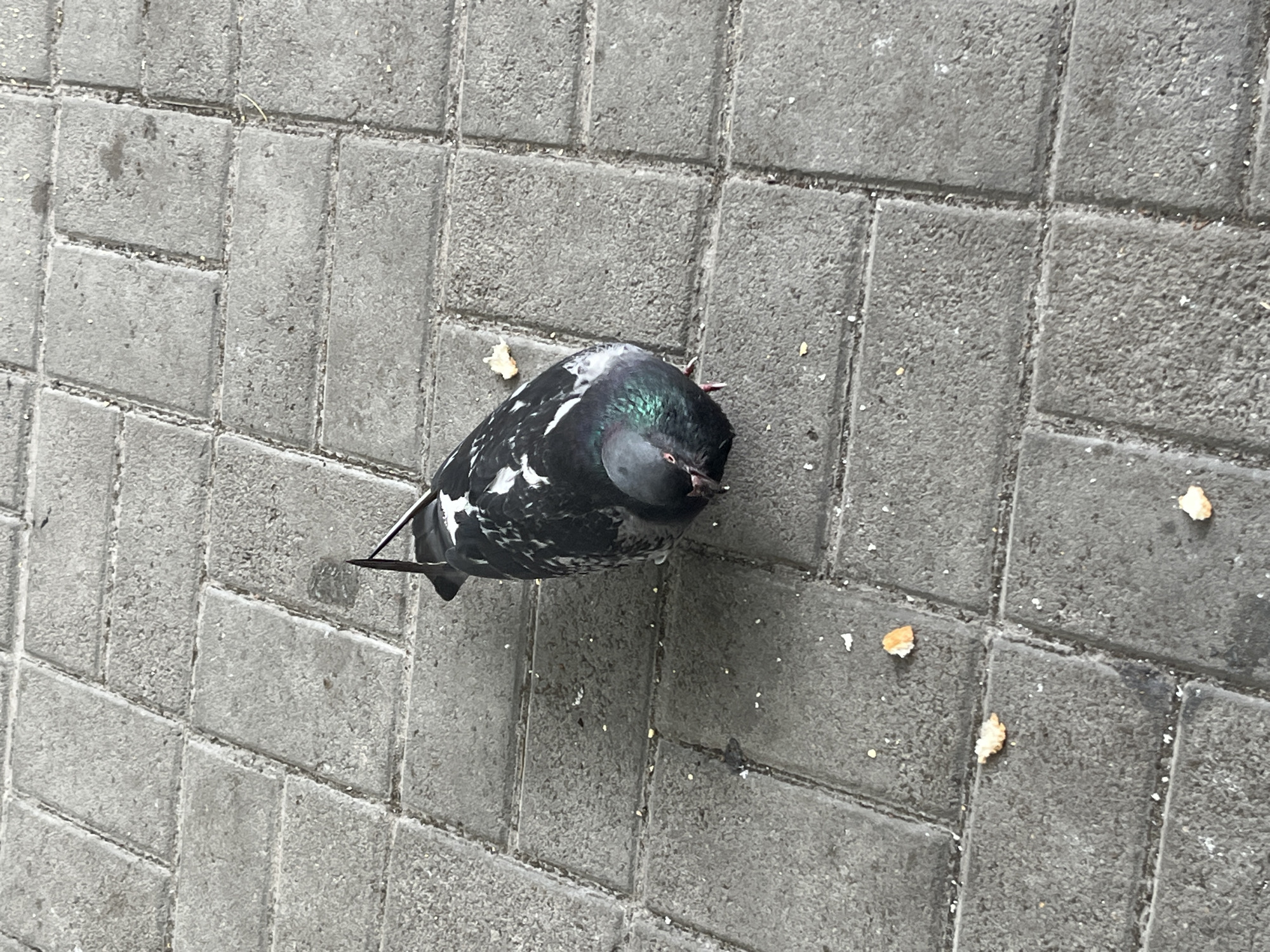 A pigeon with black and white plumage is pecking at scattered crumbs on a paved sidewalk in Dnipro, Ukraine. The pigeon is positioned in the center of the frame, facing downwards with its head lowered towards the ground. The sidewalk is made of rectangular gray paving stones arranged in a diagonal pattern. Several small pieces of bread are visible on the stones around the pigeon. The lighting suggests it is daytime, with the sun casting a subtle sheen on some of the paving stones.