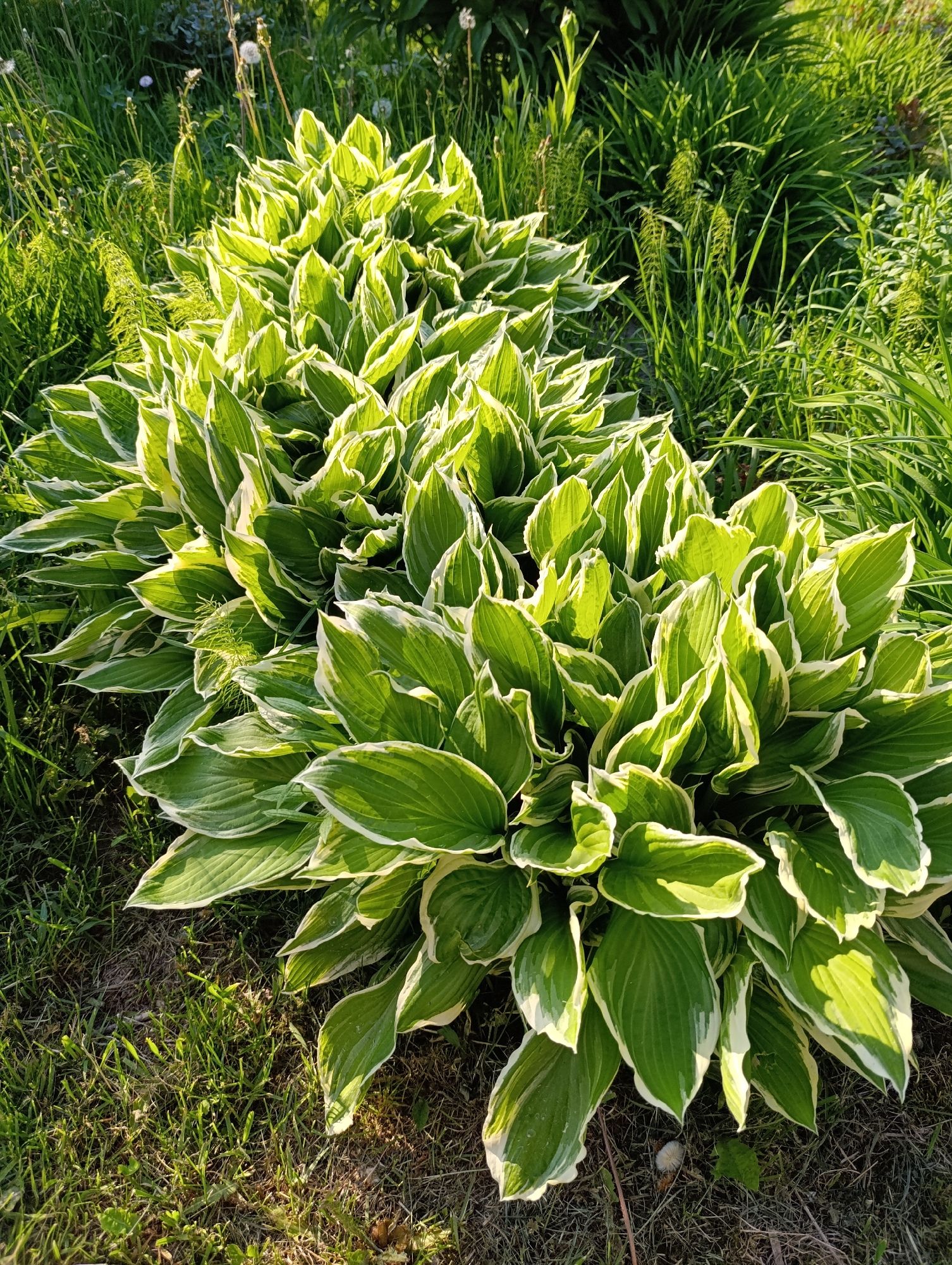 The image shows a row of Hosta plants with green and white variegated leaves, situated in a grassy area. The plants appear healthy and well-established. There are other types of plants surrounding the Hostas, including taller grasses. The lighting suggests it is either early morning or late afternoon. The location is speculated to be Chaikovsky, Russia.
