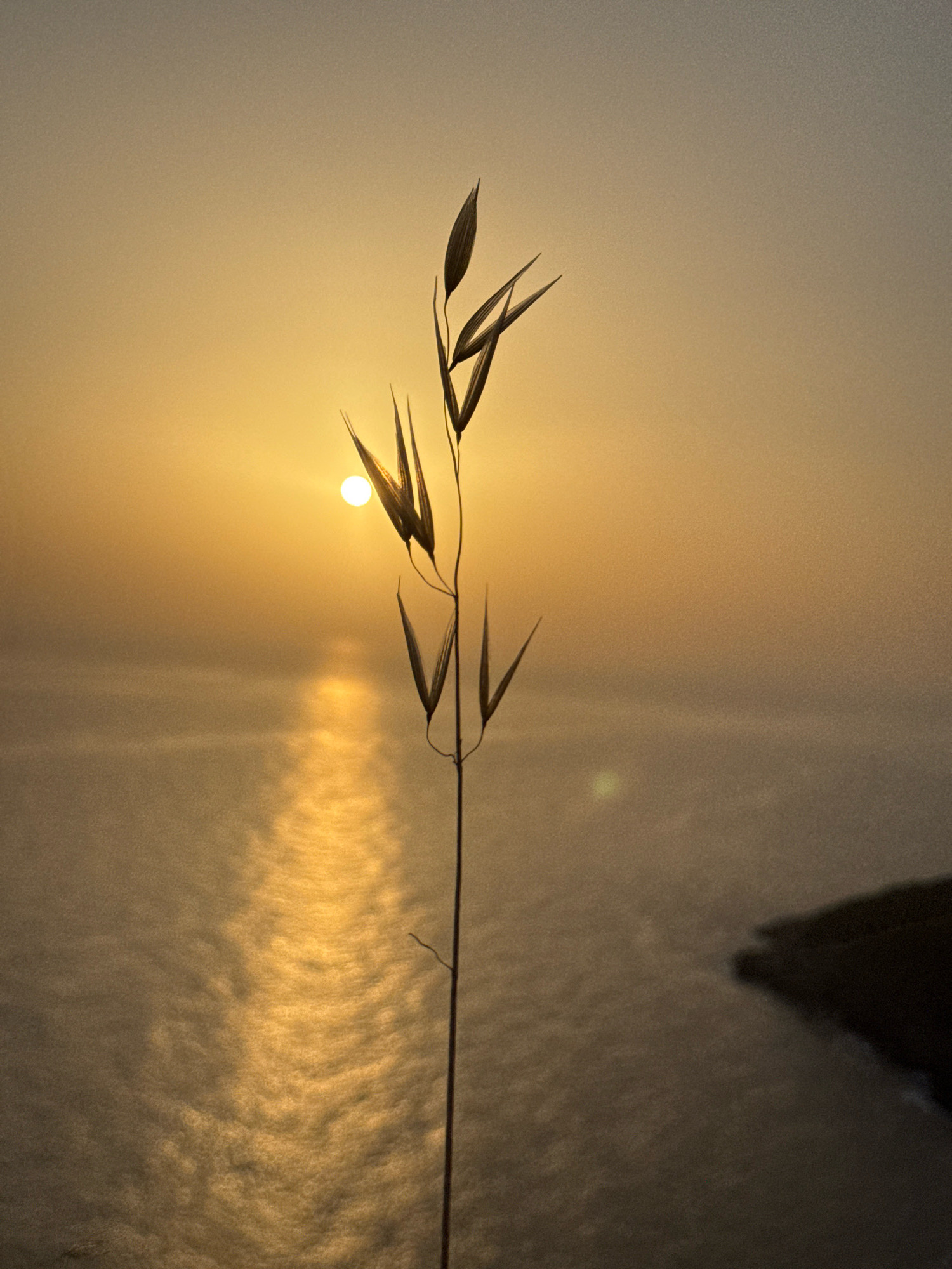 A single blade of grass is silhouetted against a hazy sunset over the Adriatic Sea, near Zagora, Montenegro. The sun, a bright disc, is low on the horizon, casting a golden path across the rippling water. The blade of grass, with its delicate seed heads, is in sharp focus, creating a stark contrast with the soft, blurred background of sky and sea. To the right, a dark, shadowy mass suggests a distant coastline or island. The overall atmosphere is one of tranquility and natural beauty.