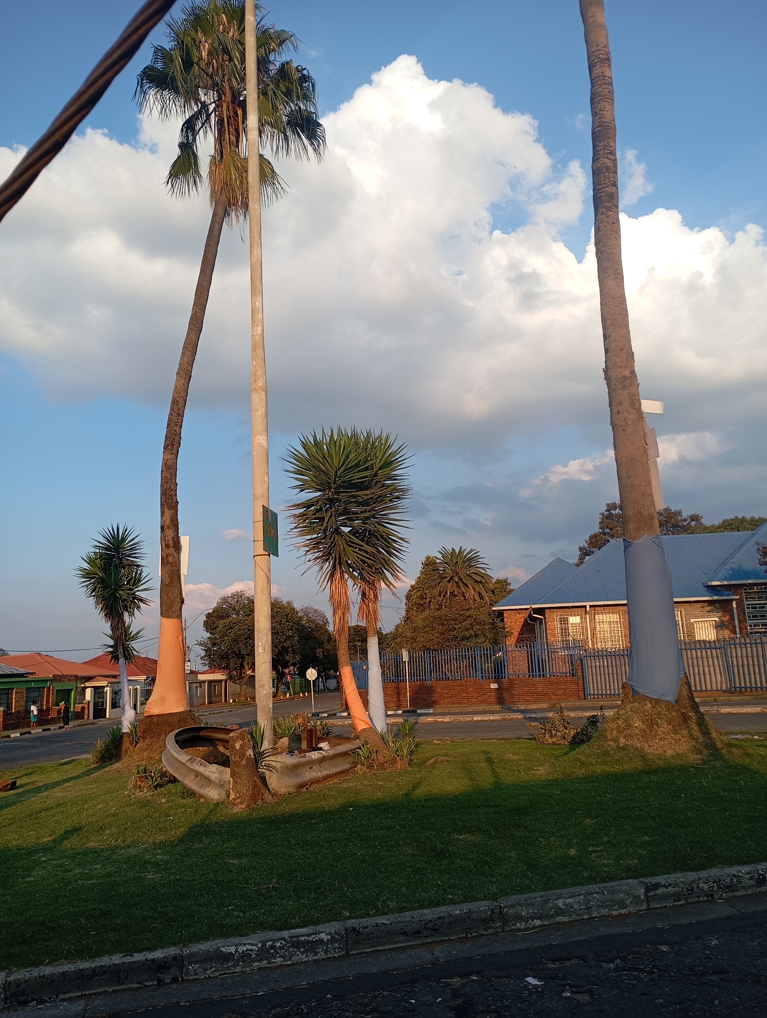 The image depicts a street scene in Johannesburg, South Africa, notable for its combination of natural and urban elements. Several palm trees and other shrub-like plants are present on a grassy traffic island. The lower portions of some trees are covered with what appears to be orange or white wrapping material. An old, possibly disused, concrete structure rests on the grass. In the background, houses and a building with a blue roof are visible, partially obscured by fences and other trees. Overhead power lines are present in the upper left corner of the frame. The sky is partly cloudy, suggesting either late afternoon or early morning lighting.