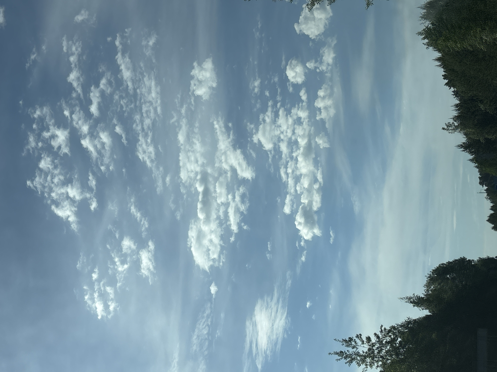 The image shows a sky with scattered white clouds on a sunny day. Part of a tree's foliage is visible in the lower right corner, and a dark green treeline is along the right side of the frame. The location in the city of Unknown, Unknown cannot be determined from this image.
