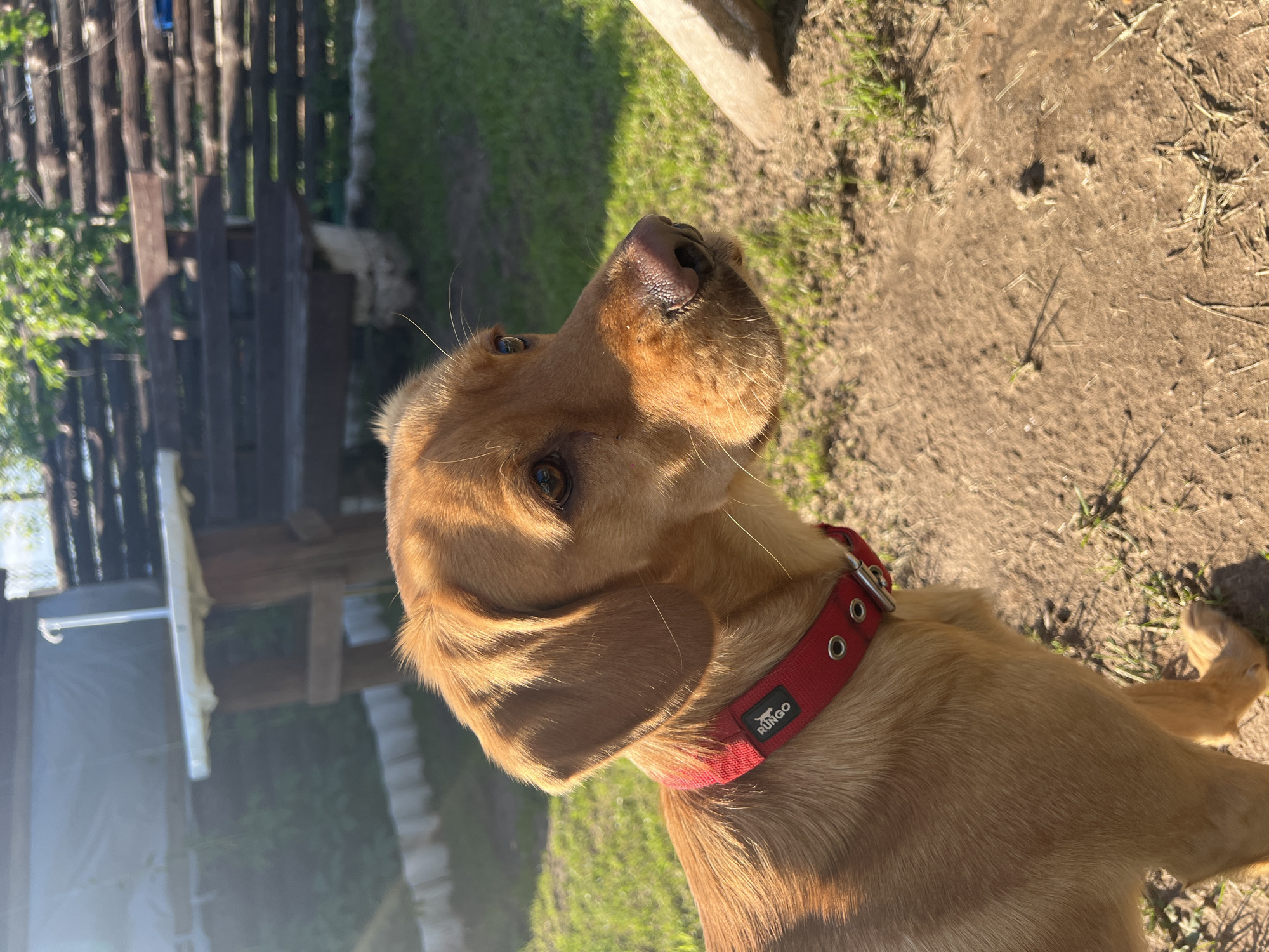 The image displays a close-up, slightly upward-angled view of a medium-sized dog outdoors. The dog, a golden-brown or fox-red Labrador Retriever or similar breed, is positioned on the right side of the frame, with its head tilted back and looking upwards and slightly to the left. Its dark, moist nose, attentive brown eyes, and prominent whiskers are clearly visible.
Around the dog's neck is a bright red collar with silver eyelets. A small black fabric tag on the collar features the brand name "RUNGGO" in white capital letters.
The setting is an outdoor area illuminated by strong, direct sunlight, creating distinct highlights on the dog's fur. The ground consists of patchy green grass mixed with dry, light brown soil and scattered straw. In the blurred background, a weathered wooden fence with vertical slats is visible to the left, accompanied by some green foliage. A lighter-colored, broad wooden beam or structure is also present in the upper right background.
The dog's upward gaze suggests curiosity, attentiveness, or anticipation, possibly directed at an unseen person or object. The scene conveys a sunny daytime environment, likely a rural or suburban area in Chaikovsky, Russia.