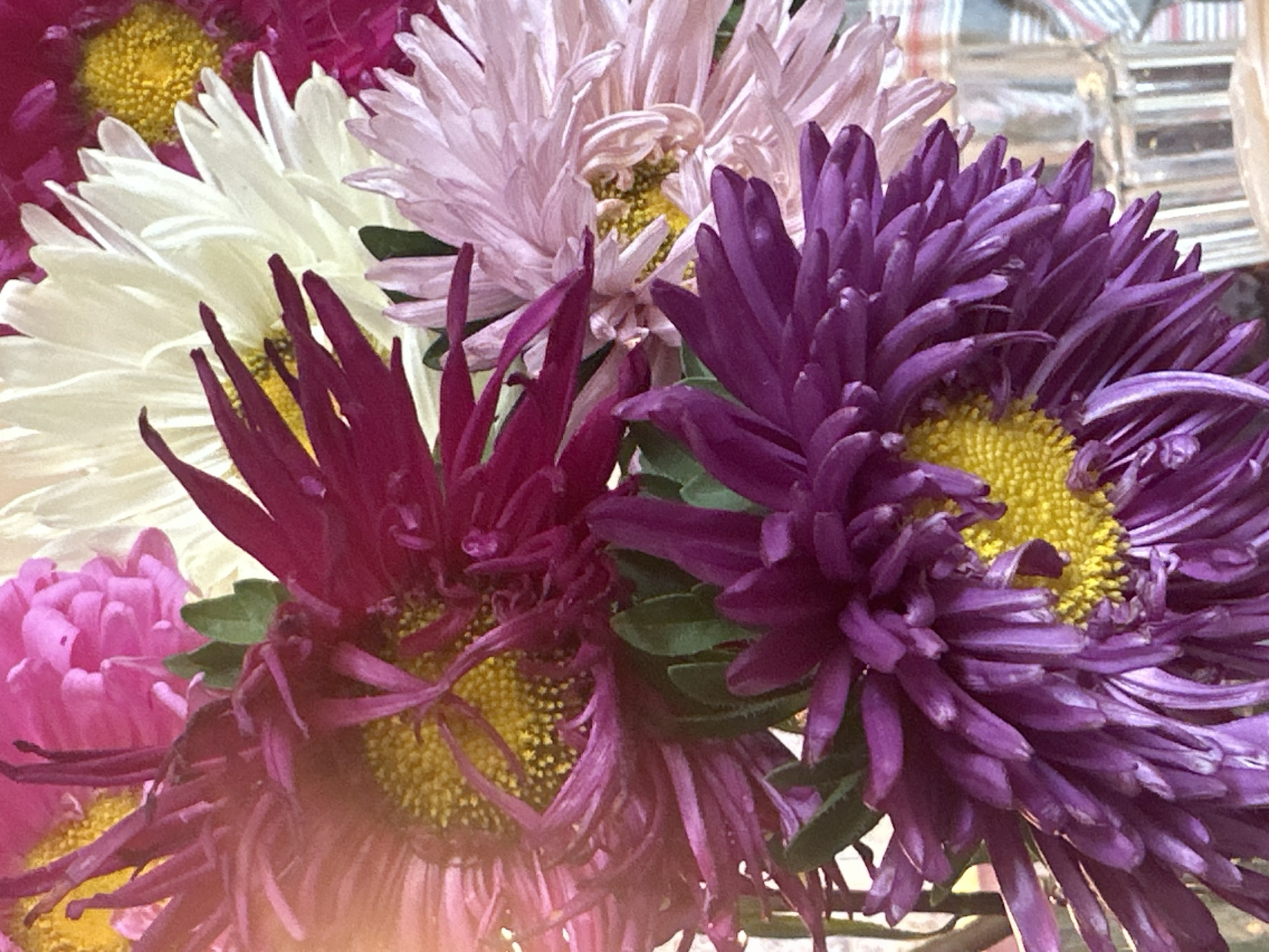 This image is a close-up, vertically oriented photograph of a bouquet of asters in various shades of purple, pink, and white. The flowers are densely packed, with their ray florets forming a spiky, starburst pattern. The centers of the flowers are a bright yellow. The lighting appears to be natural, with some lens flare visible on the left side of the image. The background is softly blurred, showing hints of greenery and what appears to be a glass vase. There is no indication of a specific location in Nevinnomyssk, Russia, or any people or actions. The focus is entirely on the floral arrangement.
