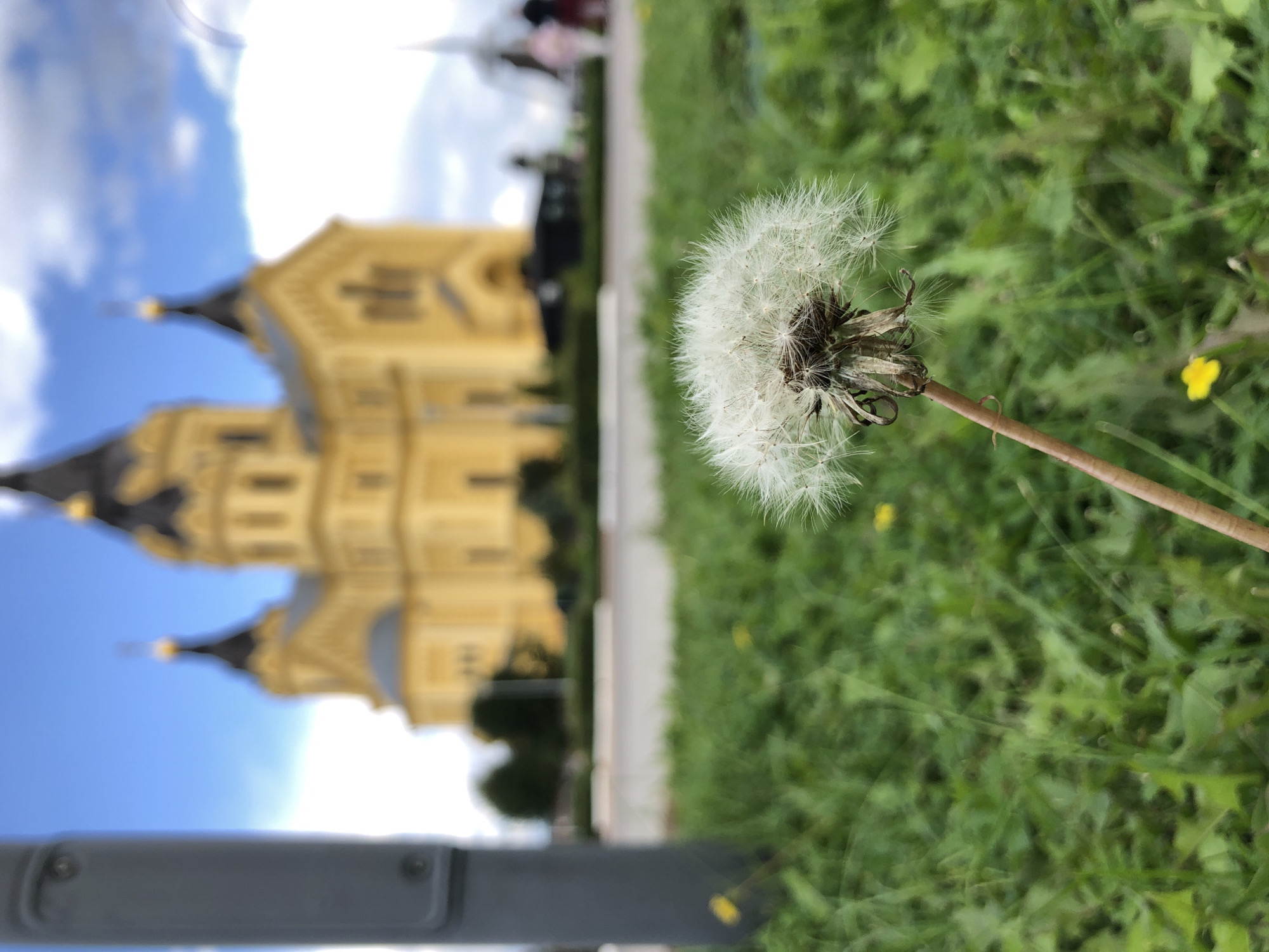 This image depicts a fluffy dandelion seed head in the foreground, positioned on the left side of the frame. The dandelion is in sharp focus, with its delicate white seeds extending outwards. Behind the dandelion, the scene is blurred due to shallow depth of field. A grey vertical pole or post is visible on the far left, slightly out of focus. In the mid-ground, there is a patch of green grass with a few small yellow flowers. Further in the background, a large, yellow building with multiple domes and crosses, resembling a cathedral or church, is prominently visible. This architectural structure is likely the Alexander Nevsky Cathedral, a landmark located in Nizhny Novgorod, Russia. The sky above is blue with scattered white clouds. There are hints of people and possibly vehicles in the far background, also blurred. The overall impression is of a park or outdoor public space with a notable historical building.