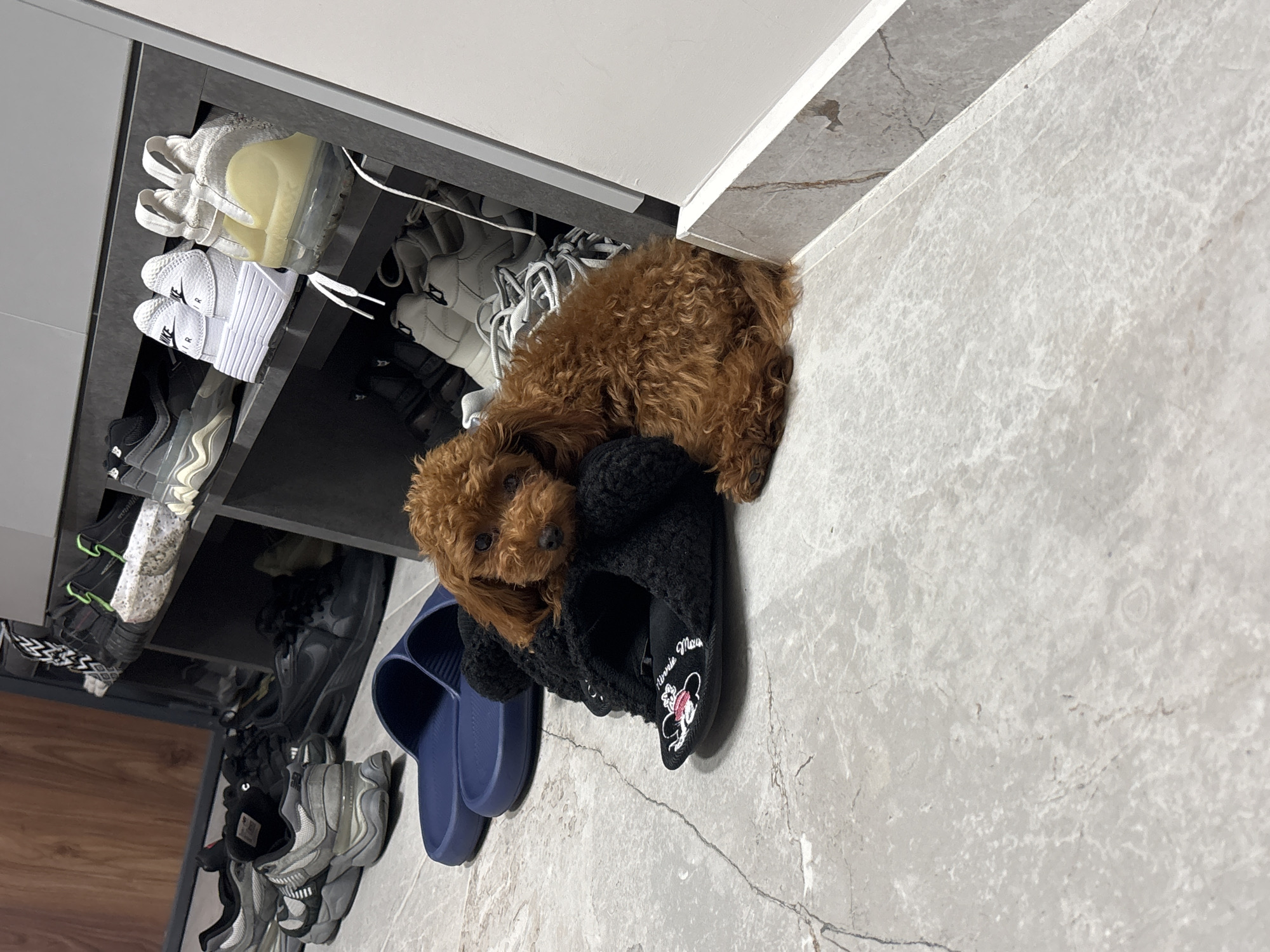 The image depicts an indoor scene, likely a hallway or entryway, featuring a small dog resting amidst various footwear and a shoe storage unit.
In the foreground, a small, reddish-brown dog with curly fur, consistent with a poodle or similar breed, is lying on the light-colored tiled floor. Its head is resting on a pair of black, fuzzy house slippers. These slippers feature a white embroidered outline of Minnie Mouse's head and bow on the toe area. Behind the dog, on the floor, are two dark blue, plain slip-on sandals.
To the left of the dog, on the floor, are several pairs of athletic shoes. A pair of grey New Balance 2002R sneakers with white soles is prominent. Behind them, other dark-colored sneakers, including a black Nike Air Max model, are partially visible.
A dark grey, multi-tiered shoe rack is positioned against a plain white wall on the right side of the frame.
- On the top shelf, various sneakers are stored, including a pair of black and white sneakers with a textured, speckled sole and another pair of black sneakers with neon green accents.
- The middle shelf holds two pairs of white sneakers. One pair is identifiable as Nike Air Force 1, with "NIKE AIR" visible on the heel. The adjacent pair to the right features a clear air sole unit and a light yellow heel section, indicative of a Nike Vapormax or similar design.
- The bottom shelf contains more shoes, including a pile of white sneakers with visible laces.
The floor is composed of light grey or off-white marble or stone tiles with subtle dark veining. A grey marble kickboard or trim runs along the base of the white wall on the right. On the far left, a section of dark brown wooden paneling or furniture is visible.
The scene provides no discernible visual information to confirm a specific city or country, such as Ruse, Bulgaria.
