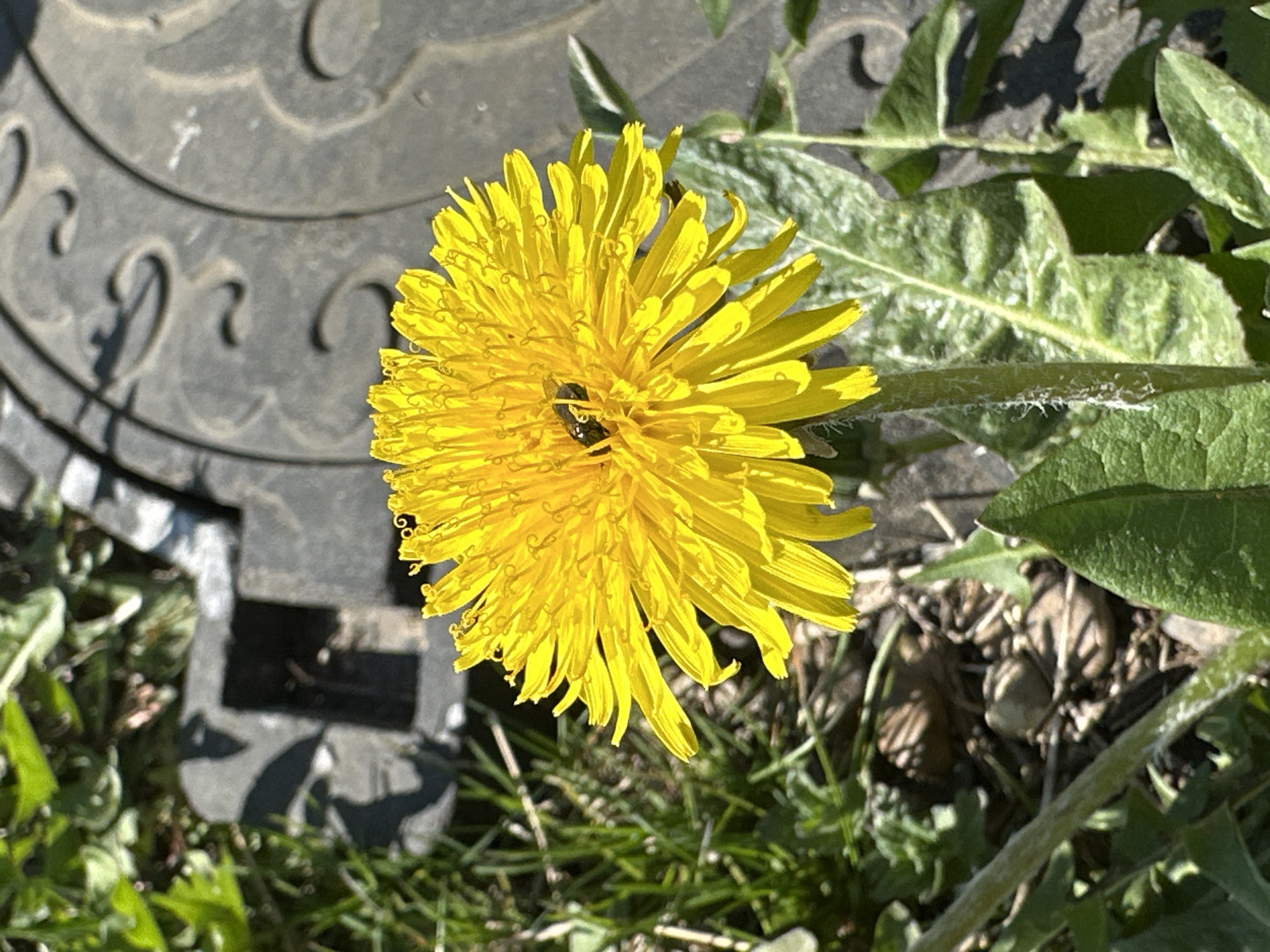A bright yellow dandelion flower is the focal point of the image. A small black insect is situated within the flower's center. The flower grows among greenery and grass. To the left, part of a gray manhole cover is visible, with indistinct writing, likely "Kharnavy" in Russian, indicating the location of the scene. The scene is set in what appears to be an outdoor, possibly urban, environment. There are no people visible. The environment is sunny.