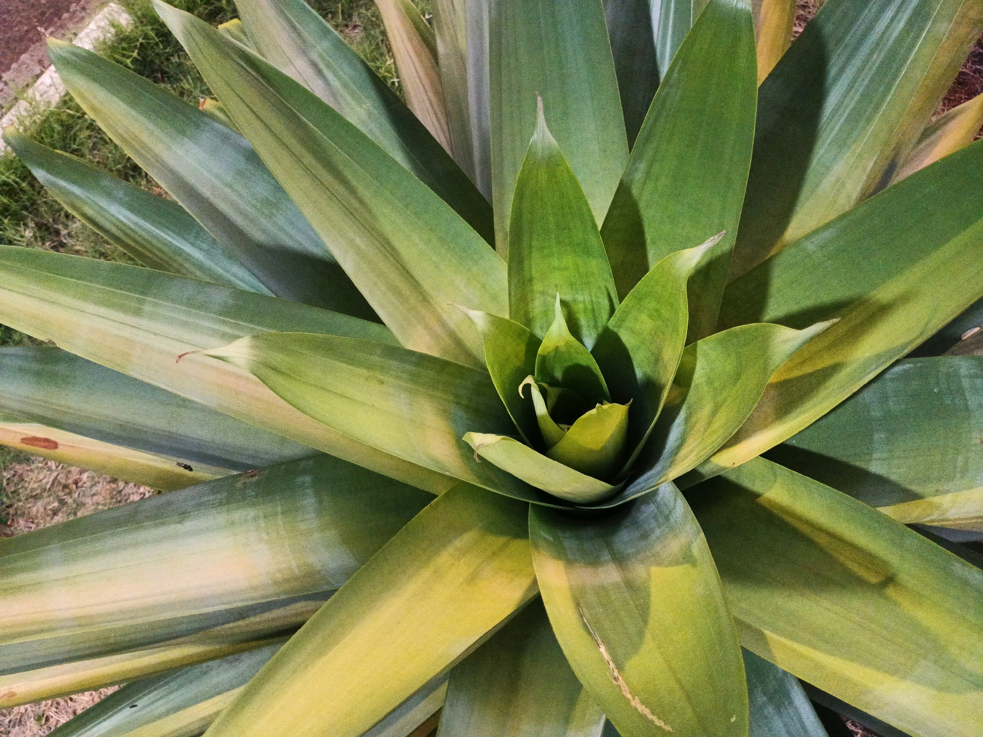 An overhead shot captures the vibrant green and yellow variegated leaves of a large agave plant. The plant is centered in the frame, with its pointed leaves fanning outwards from a tight central rosette. The leaves display a gradient of color, shifting from deep green at the edges to a pale yellow or creamy white towards the center and along the leaf veins. Some leaves show subtle brown spotting, suggesting age or minor damage. The background consists of dry, brown soil interspersed with patches of green grass, hinting at an outdoor setting. The lighting is somewhat dim, casting soft shadows across the plant's foliage, particularly noticeable in the central area and on some of the wider leaves. The overall impression is one of a well-established succulent plant in a naturalistic or garden environment, possibly in a location such as Bandung City, Indonesia, where such tropical flora is common.
