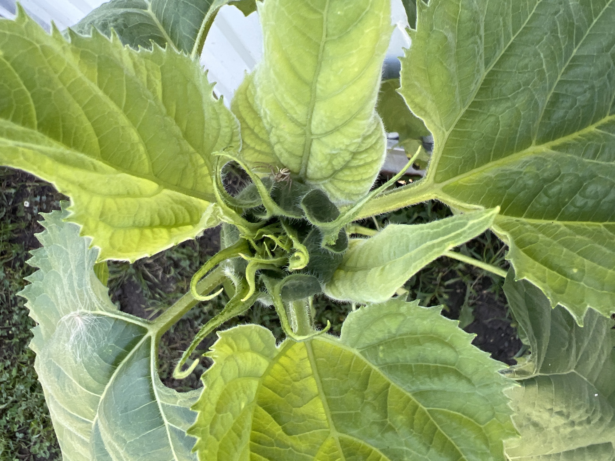 A close-up, overhead view of a developing sunflower bud is presented. The bud is surrounded by large, vibrant green leaves, some of which show serrated edges. Tendrils curl from the bud. The background consists of dark soil with patches of green vegetation, suggesting an outdoor setting. A small spider is visible on one of the leaves. The image was taken in Salavat, Russia.