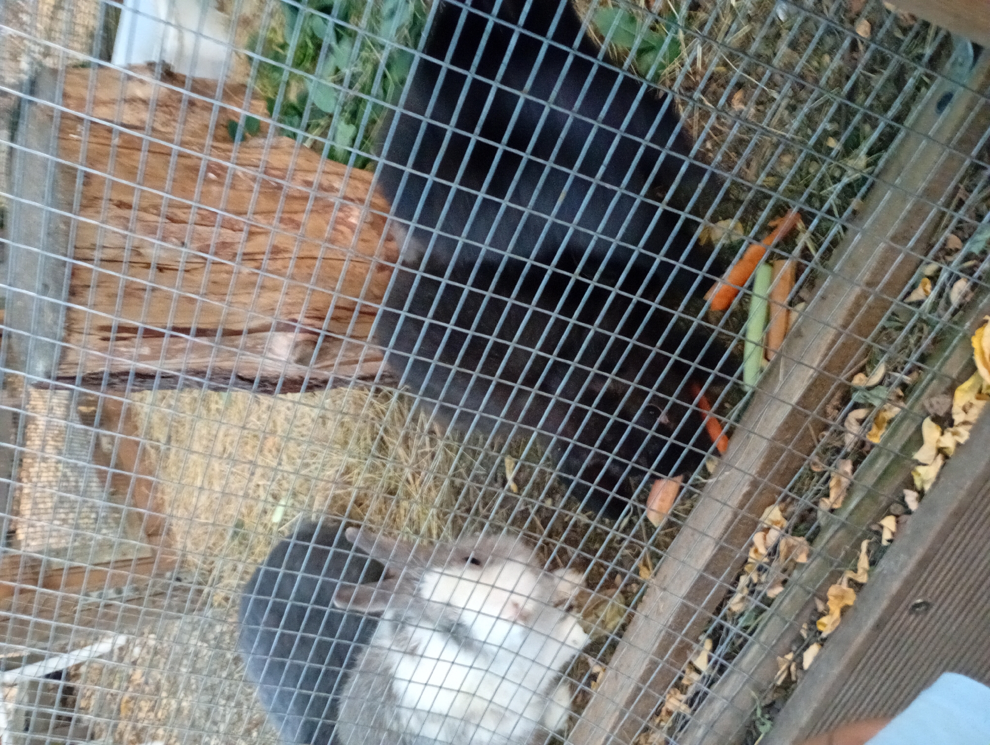In Varna, Bulgaria, two rabbits are visible in an outdoor enclosure constructed with wire mesh. A smaller, white and gray rabbit is positioned on the left, facing the viewer. To its right, a larger, black rabbit is hunched over, eating carrots. The enclosure contains hay and scattered leaves, suggesting an autumn or late season setting. A large, rough-textured wooden post is present in the background, behind the wire mesh.