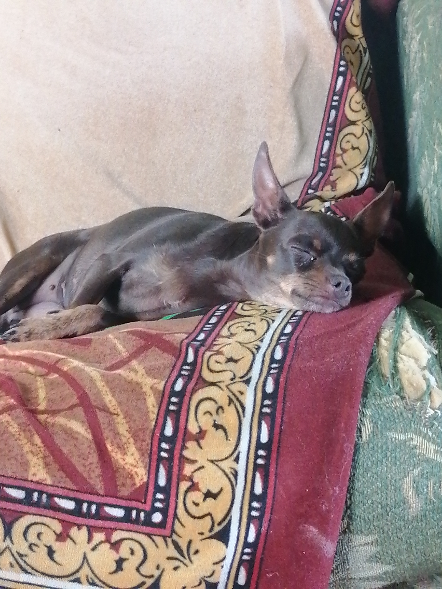 A small, dark-colored dog is sleeping on a patterned sofa. The dog is lying on its side with its eyes closed and its head resting on a red pillow with a decorative border. The sofa has a light brown backrest and is covered with patterned blankets in shades of red, yellow, and green. The dog appears to be a toy breed, possibly a Chihuahua or a Pinscher. The environment appears to be indoors, in a residential setting. The lighting is dim, suggesting it may be daytime or nighttime. There are no other subjects or people visible in the image. The photograph is taken from a slightly elevated angle, looking down at the dog.