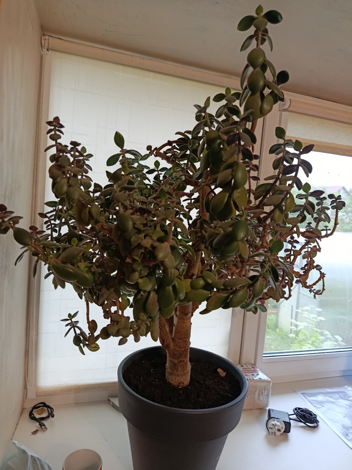 The image shows a jade plant in a dark gray pot on a windowsill. The plant has thick, woody stems and oval, green leaves. Behind the plant, a white roller blind is partially drawn, revealing a view of greenery outside the window. To the left of the plant, on the windowsill, there is a black charging cable and a small yellow object. To the right of the plant, there is a white power adapter with a black cable and some papers. The overall scene suggests an indoor setting, likely a home or office, in Vitsebsk, Belarus. There are no people visible in the image.