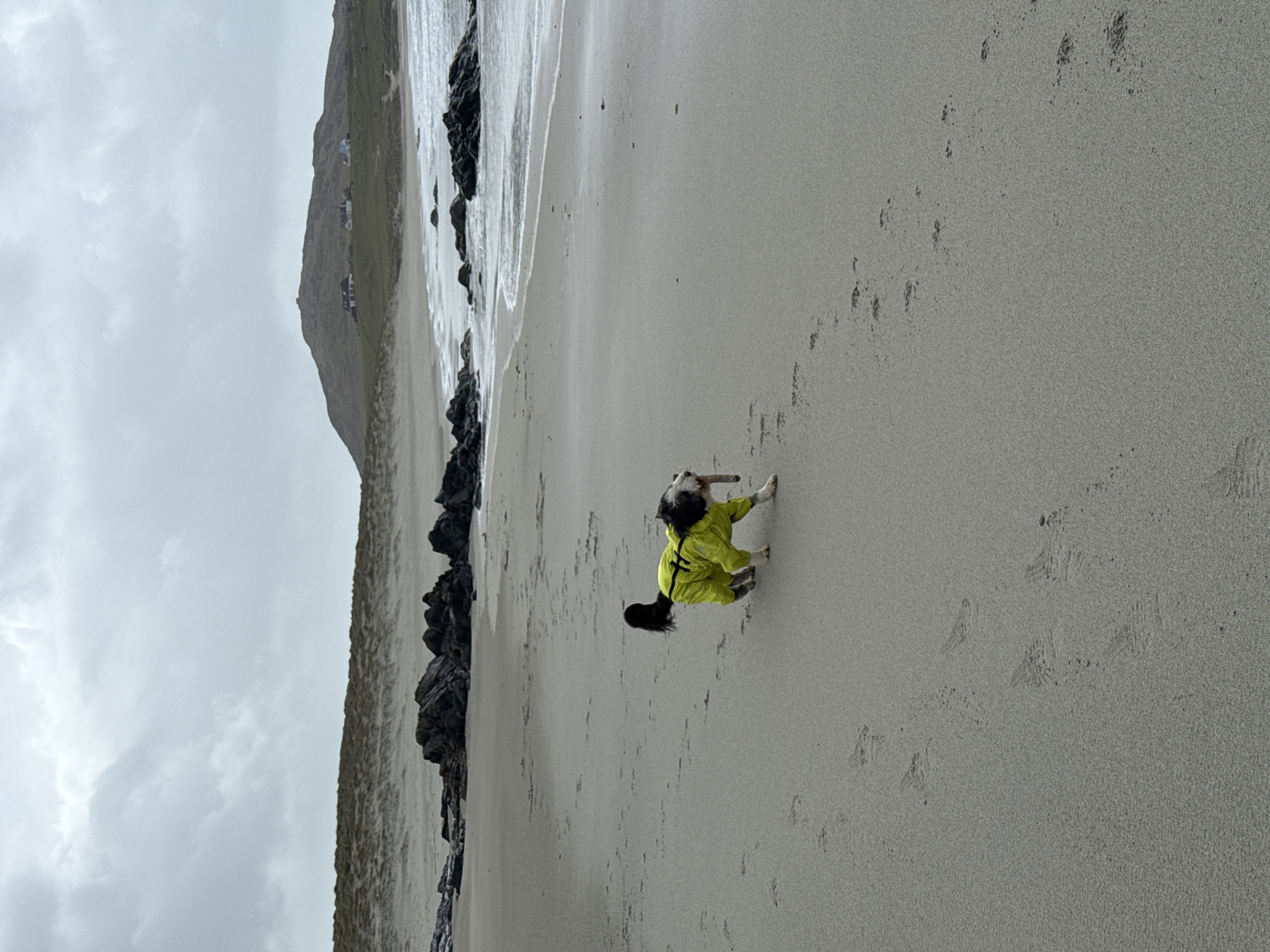A dog in a yellow raincoat is on a sandy beach. The beach extends to the right, and there are dark rocks along the shore to the left, with an incline behind the rocks. The sky is cloudy.