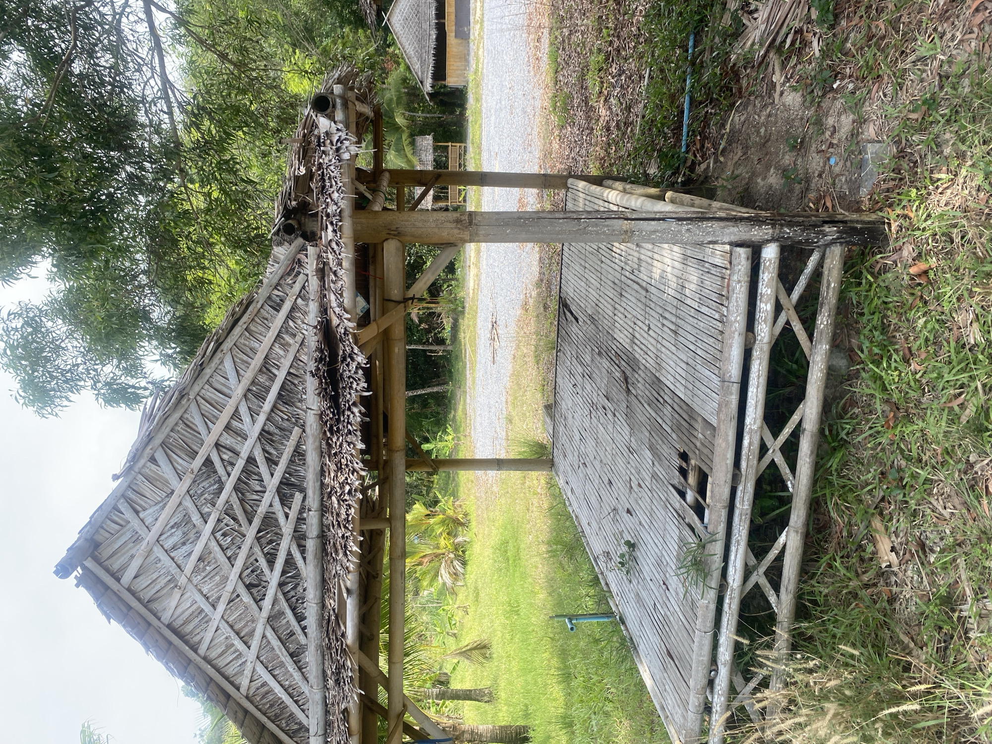 A slightly rotated eye-level shot shows an old, weathered, wooden structure with a thatched roof in Choeng Thale, Thailand. The structure appears to be a small open-air pavilion or shelter. The roof is steeply pitched, made of woven straw or similar material, and supported by a bamboo frame. The edges of the thatch are ragged and worn.
The pavilion's platform is constructed of bamboo slats, many of which are broken or missing. The support structure has an X-shaped bracing pattern. There's green grass surrounding the pavilion with patches of bare dirt and leaf litter. A few green trees surround the scene. A graveled road with another similar structure is in the background. The sky is visible through the trees above. A blue pipe is on the ground.