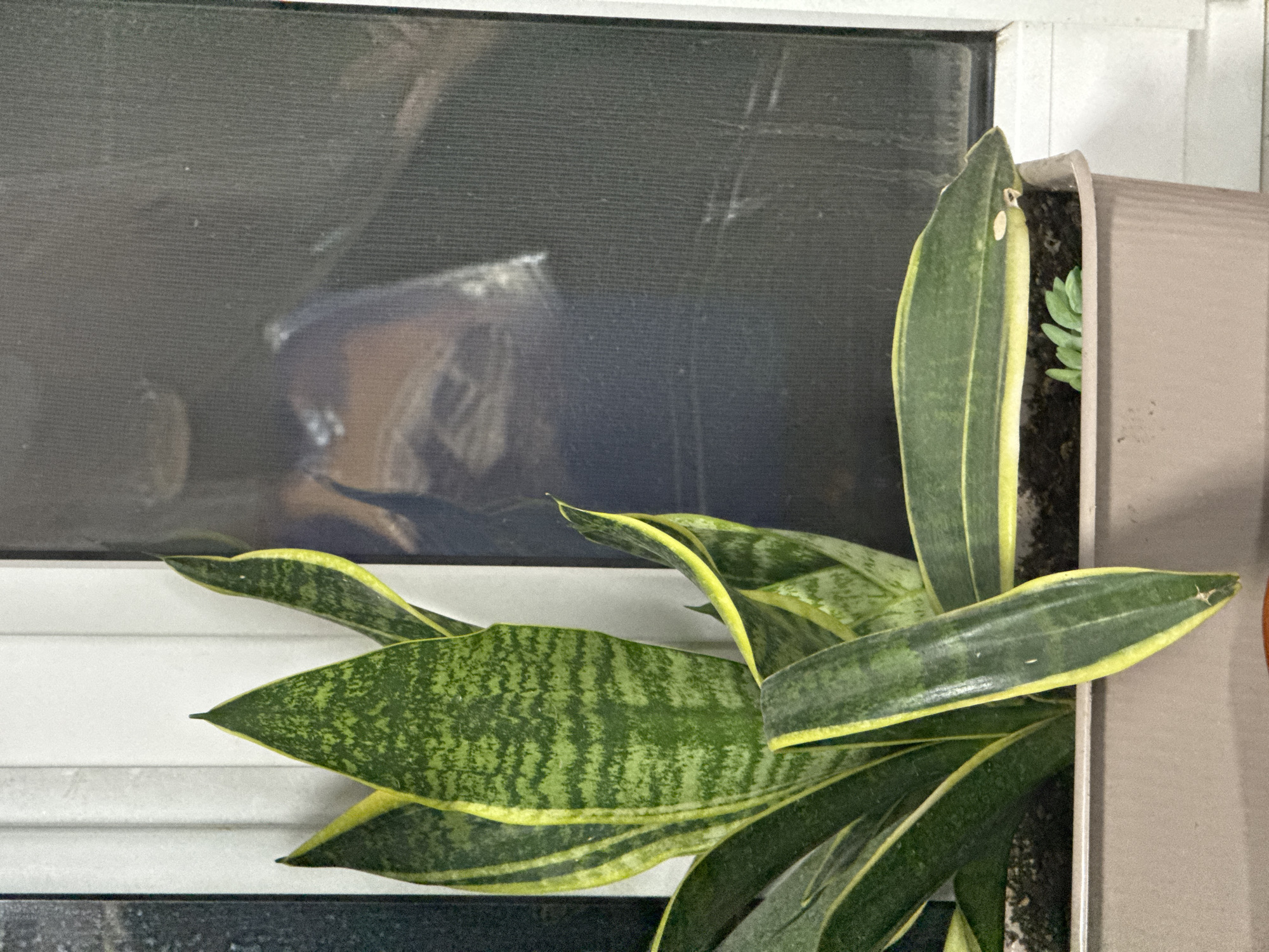 An indoor scene in Kurganinsk, Russia, features a potted Sansevieria trifasciata (snake plant) positioned near a window. The plant occupies a light brown, rectangular plastic planter filled with dark soil. Its prominent features include multiple upright, sword-shaped leaves exhibiting a variegated pattern of dark green with horizontal lighter green bands and distinct yellow margins. A longer leaf extends toward the right, slightly bent over the pot's edge. Smaller, light green succulent-like plants are visible growing in the soil near the front right of the planter. Behind the plant is a white window frame, and to its right, a window pane or screen displays a prominent, somewhat indistinct reflection. This reflection depicts the upper torso and head of a person, appearing to wear a dark top over an orange or reddish-brown garment. A light-colored, possibly rectangular object is visible in the reflection near the person's chest. The reflection exhibits a visible texture, consistent with a window screen or a pixelated surface.