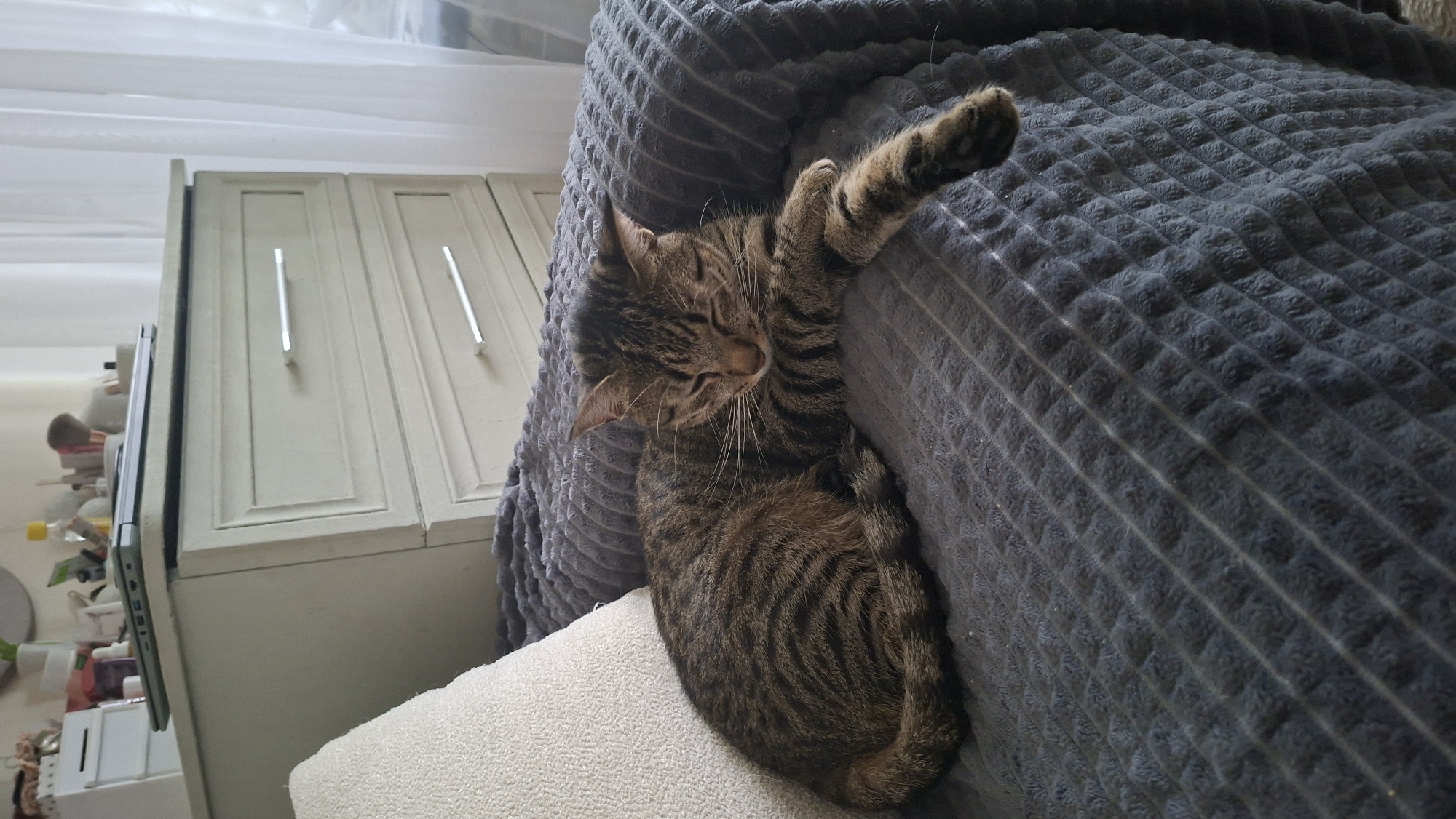 A tabby cat is curled up and sleeping on a dark grey, quilted blanket, which is draped over a sofa. The cat's eyes are closed, and its head is resting on its paws. To the left of the cat, a corner of a textured, off-white pillow is visible. Behind the sofa, a light-colored dresser with three drawers is partially visible. A laptop sits on top of the dresser, along with several small items. A sheer white curtain is visible in the background on the right. The scene appears to be indoors, possibly in a bedroom or living room. The location in Myadzyel, Belarus, is not discernible from the image itself.