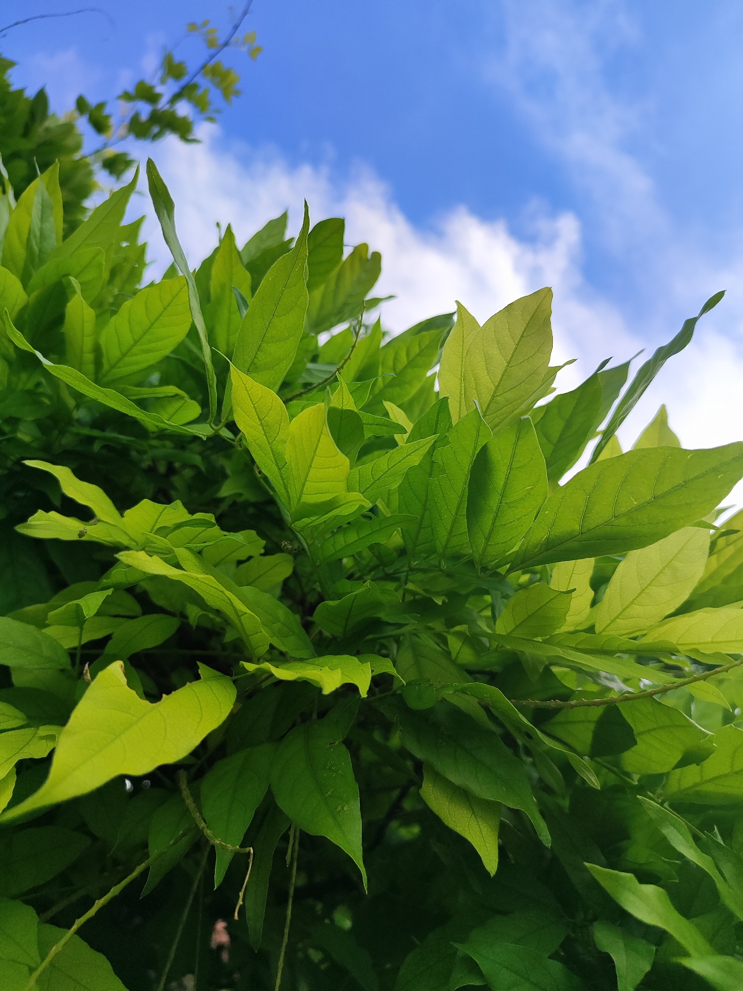 An upward-facing, close-up, low-angle shot captures a cluster of vibrant green leaves against a bright blue sky with scattered white clouds. The leaves are predominantly in focus, with some blur towards the edges and in the background. The lighting suggests it is daytime, likely sunny. The leaves display a variety of shapes and sizes, with clear veins visible on many of them. The overall impression is one of natural foliage and an outdoor setting. There is no indication of the city of Bryukhovetskaya, Russia, or any specific urban elements within the frame. The image is devoid of any people, animals, or man-made objects.