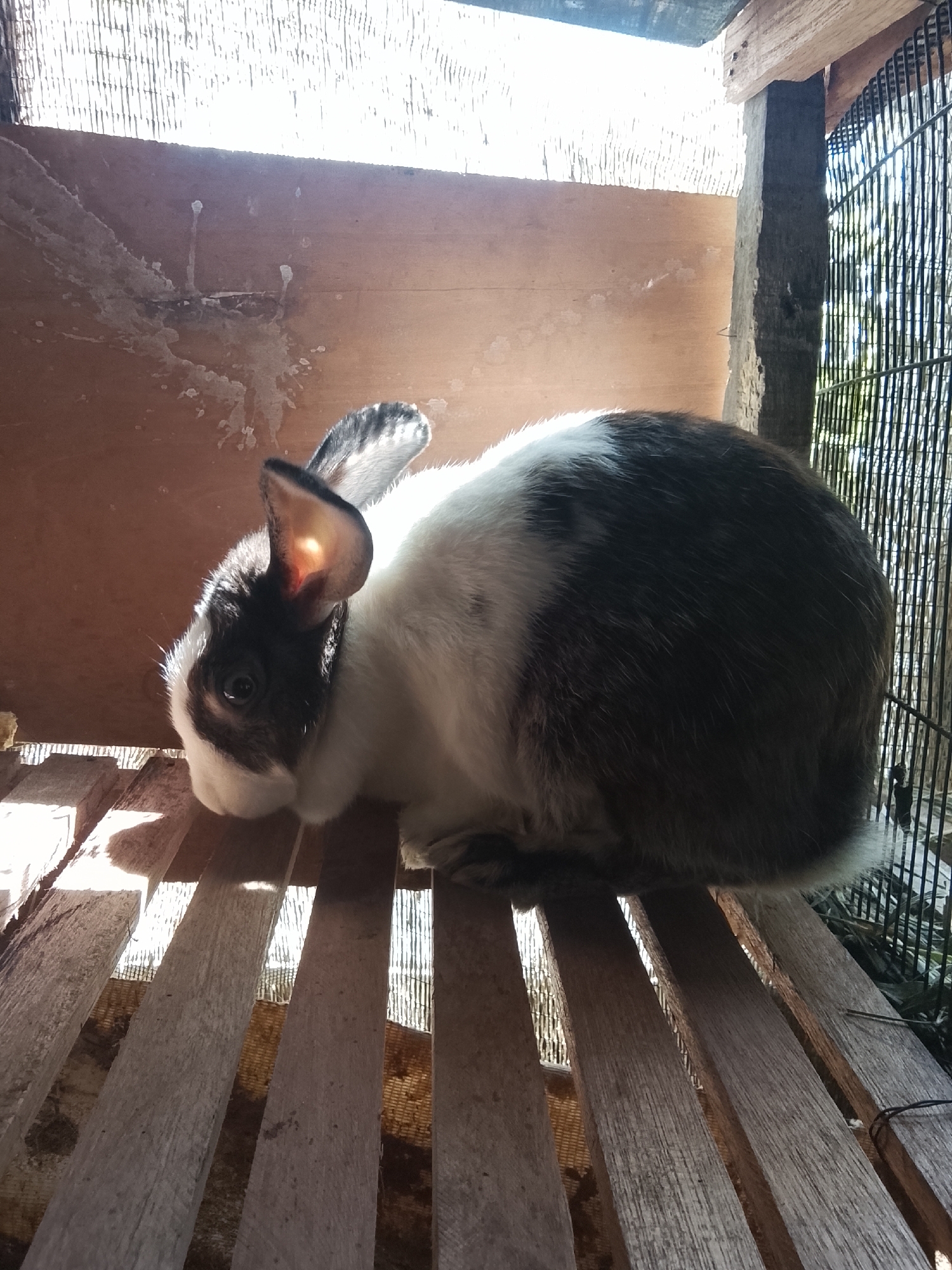 A medium shot shows a black and white rabbit in a wooden hutch. The rabbit is positioned on its side, facing left, with its ears perked up. The hutch is constructed of wooden slats, with wire mesh visible on the right side. The background consists of a wooden wall and bright sunlight streaming in from the top. The lighting is strong, casting shadows on the rabbit and the hutch floor. There are visible marks on the wooden wall that appear to be stains or debris. The scene is outdoors and appears to be in a rural or semi-rural setting within Blang Cut, Indonesia.