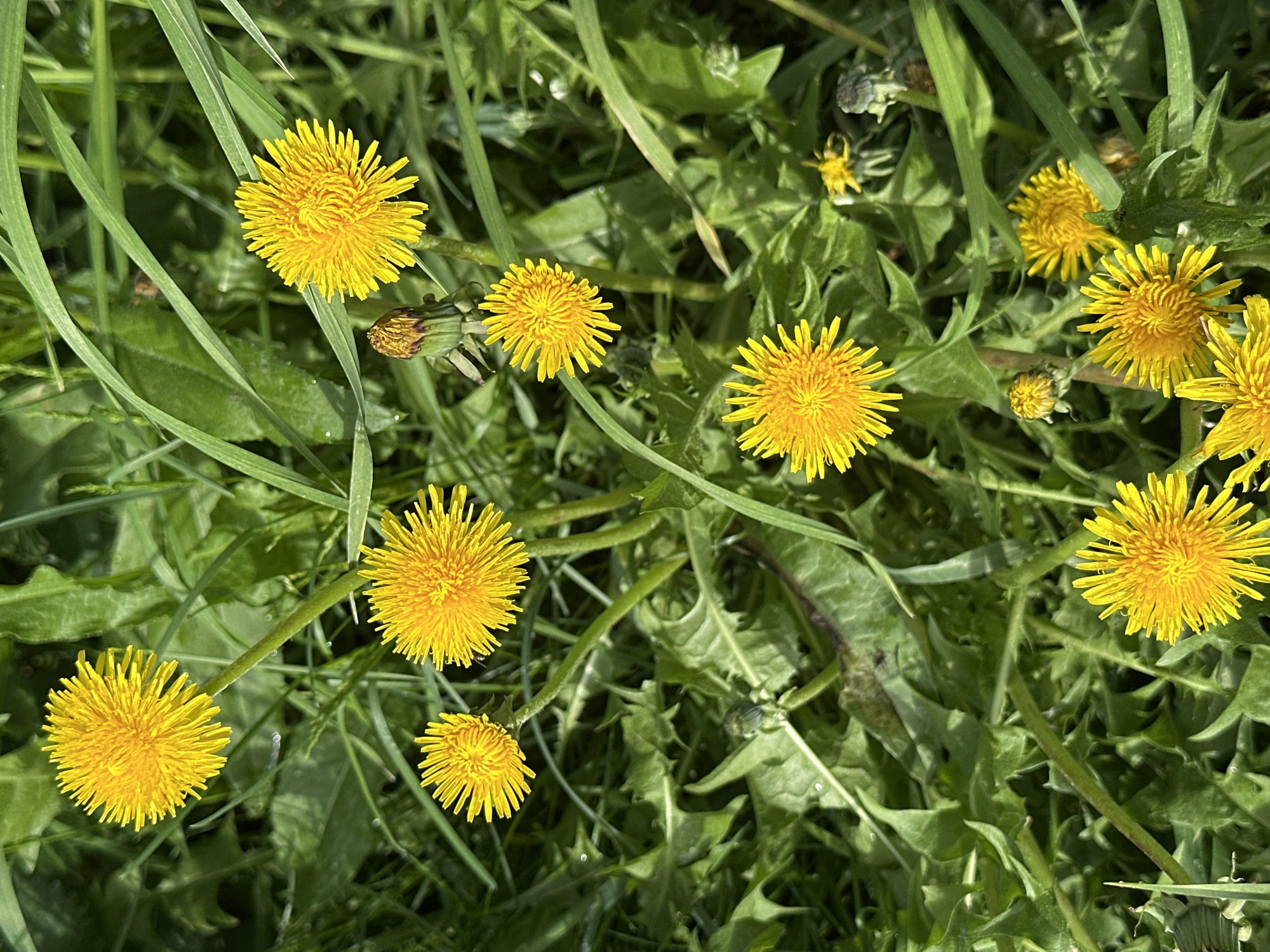 The image shows a close-up view of dandelions growing in grass. The dandelions are bright yellow and in various stages of bloom, including some that are still buds. The grass and dandelion leaves are green. The scene is outdoors and appears to be in a natural environment, possibly a lawn or meadow. The location is not discernible from the image itself, as there are no distinct landmarks or indicators suggesting Среднее Кечево, Russia.