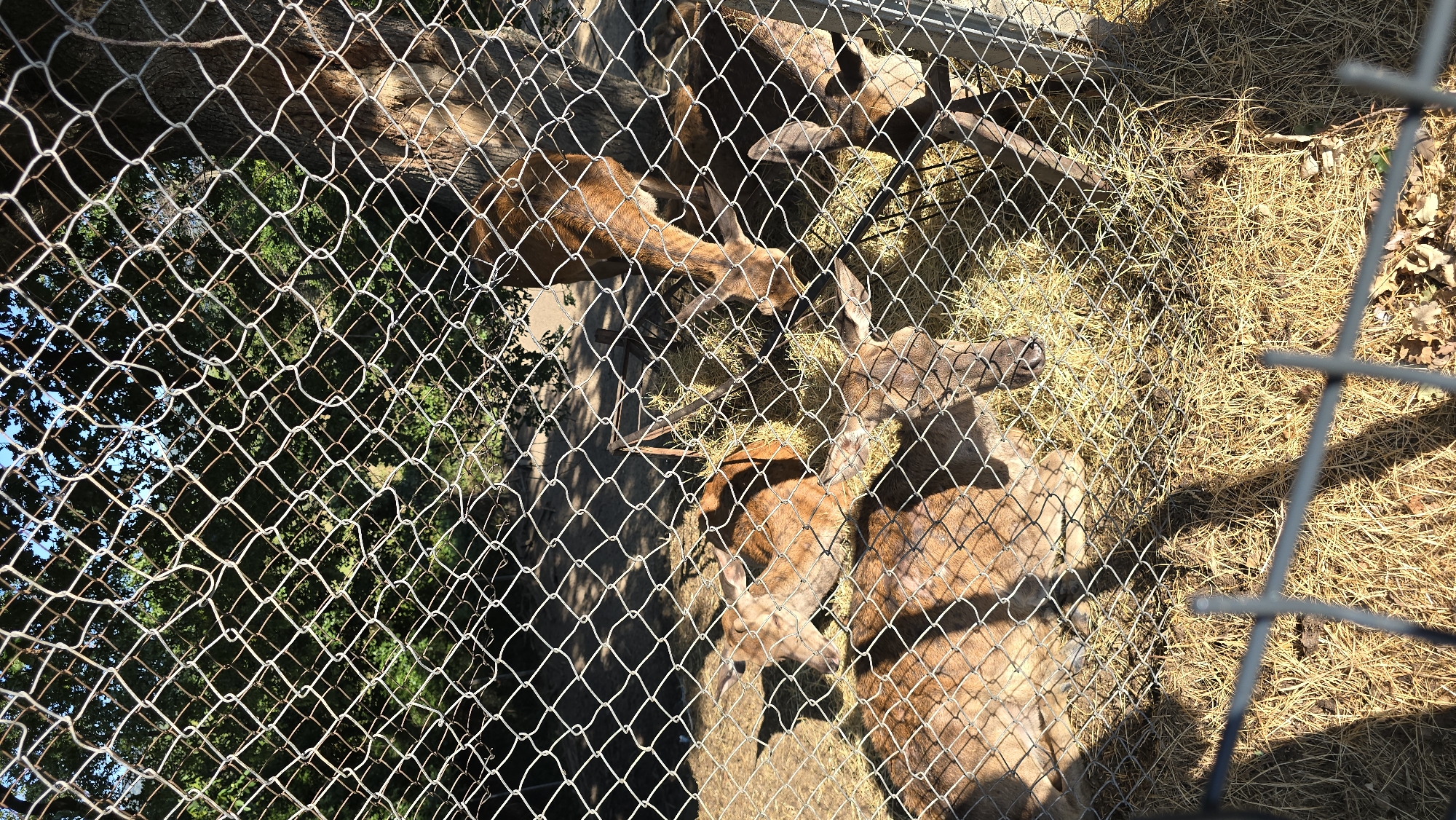 The image, taken in the city of Krasnovo, Bulgaria, depicts a group of deer within a fenced enclosure. The enclosure appears to be an outdoor habitat, possibly a zoo or wildlife sanctuary, as evidenced by the wire mesh fencing in the foreground and the presence of trees and foliage in the background. The deer are brown with spotted coats and are gathered around a feeding trough filled with hay. Several deer are visible, with some lying down and others standing and eating. The lighting suggests it is daytime, with shadows cast by the fence and trees. The ground is covered in dry grass and some fallen leaves.