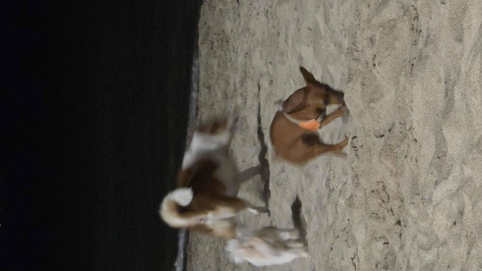 The image depicts three dogs on a sandy beach in Nha Trang, Vietnam, at night. In the foreground, a reddish-brown dog, wearing an orange harness, has its head lowered, actively sniffing or digging into the sand. In the mid-ground, a larger white and brown dog is visible from behind, with its tail curled upward, exhibiting motion blur consistent with active movement. To the left of the white and brown dog, a smaller, fluffy white dog stands or moves slowly. The environment is characterized by light-colored sand, with a dark background indicating open water or the night sky beyond the shoreline. The scene is illuminated by ambient nighttime light. No human subjects are present in the frame.