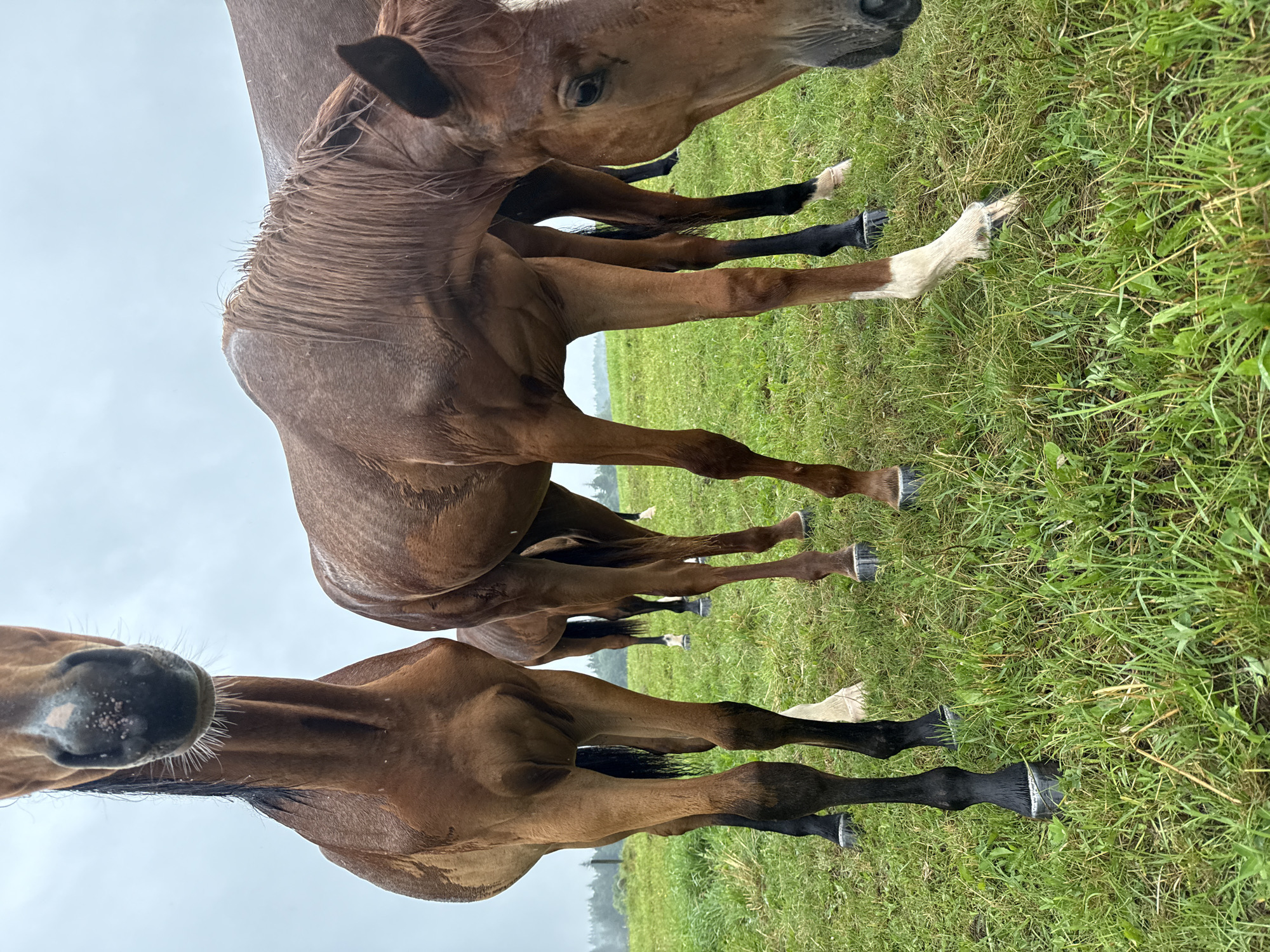An eye-level, full shot captures a group of brown horses in a grassy field under an overcast sky. The horses are standing close together, with their heads lowered as if grazing. The horse in the foreground on the right has its head down, partially obscuring its face. To its left, another horse is seen from the chest down, with its head out of frame. Behind these two, other horses are visible, with their legs and parts of their bodies in the frame. The grass is green and appears damp, with some longer strands scattered throughout. In the background, a line of trees is visible against the hazy sky. The overall scene is natural and unposed, suggesting a quiet moment in a rural setting, likely on a farm or pasture in or near Galinė, Lithuania.