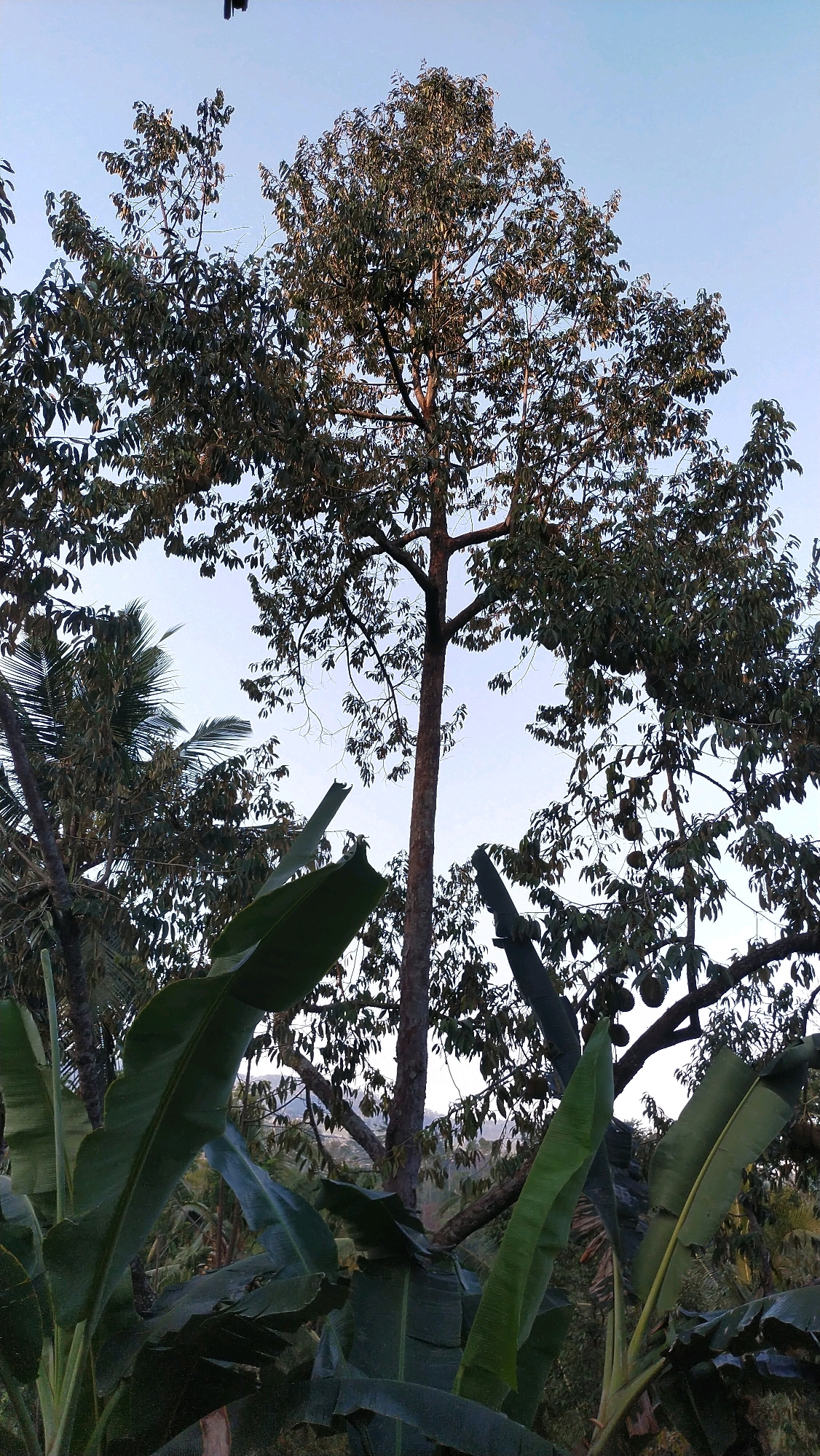 The image depicts a view from below, looking up at the canopy of a large tree, possibly a durian tree, with large, dark green leaves. Several durians are visible hanging from the branches. In the foreground, the broad, vibrant green leaves of a banana plant partially obscure the view. The background shows a clear, pale blue sky, with the upper portion of the main tree extending towards it. To the left, the fronds of a coconut palm are also visible. The overall scene suggests a tropical environment, likely a garden or plantation, characteristic of Klungkung, Indonesia. The lighting is soft, indicating it could be early morning or late afternoon. There are no people or animals present in the image.