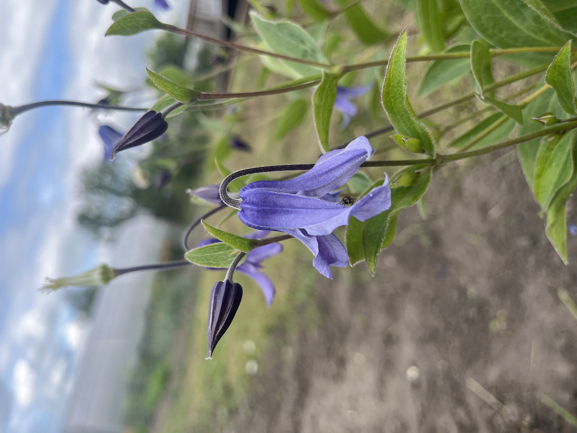 This is a close-up, vertical shot of purple clematis flowers and buds in a garden. The flowers are bell-shaped and hang downwards. The leaves are green and have a slightly fuzzy texture. In the background, there is a blurry view of a greenhouse, grass, and soil. The sky is visible at the top of the image with some clouds. The image appears to be taken in the city of Sukhyrnskoye, Russia. There are no people or animals prominently featured in the image, apart from a small insect on one of the flowers.