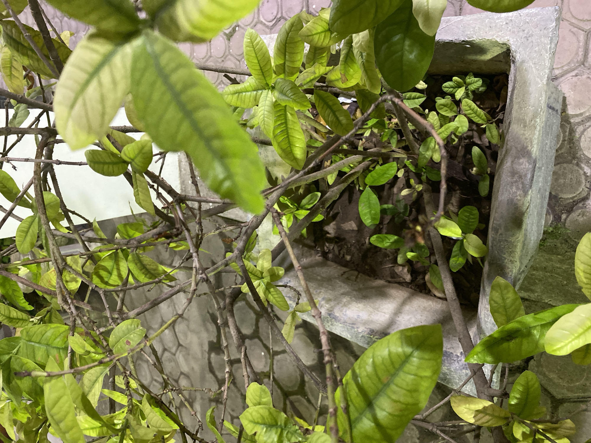 The image shows a close-up view of a potted plant with green leaves and brown branches. The plant is in a concrete planter with a rough texture. The background consists of a patterned tile floor and a white wall, possibly an exterior setting in Banda Aceh, Indonesia. No people are visible in the image. The lighting appears to be artificial, casting shadows and highlighting the textures of the leaves and planter.