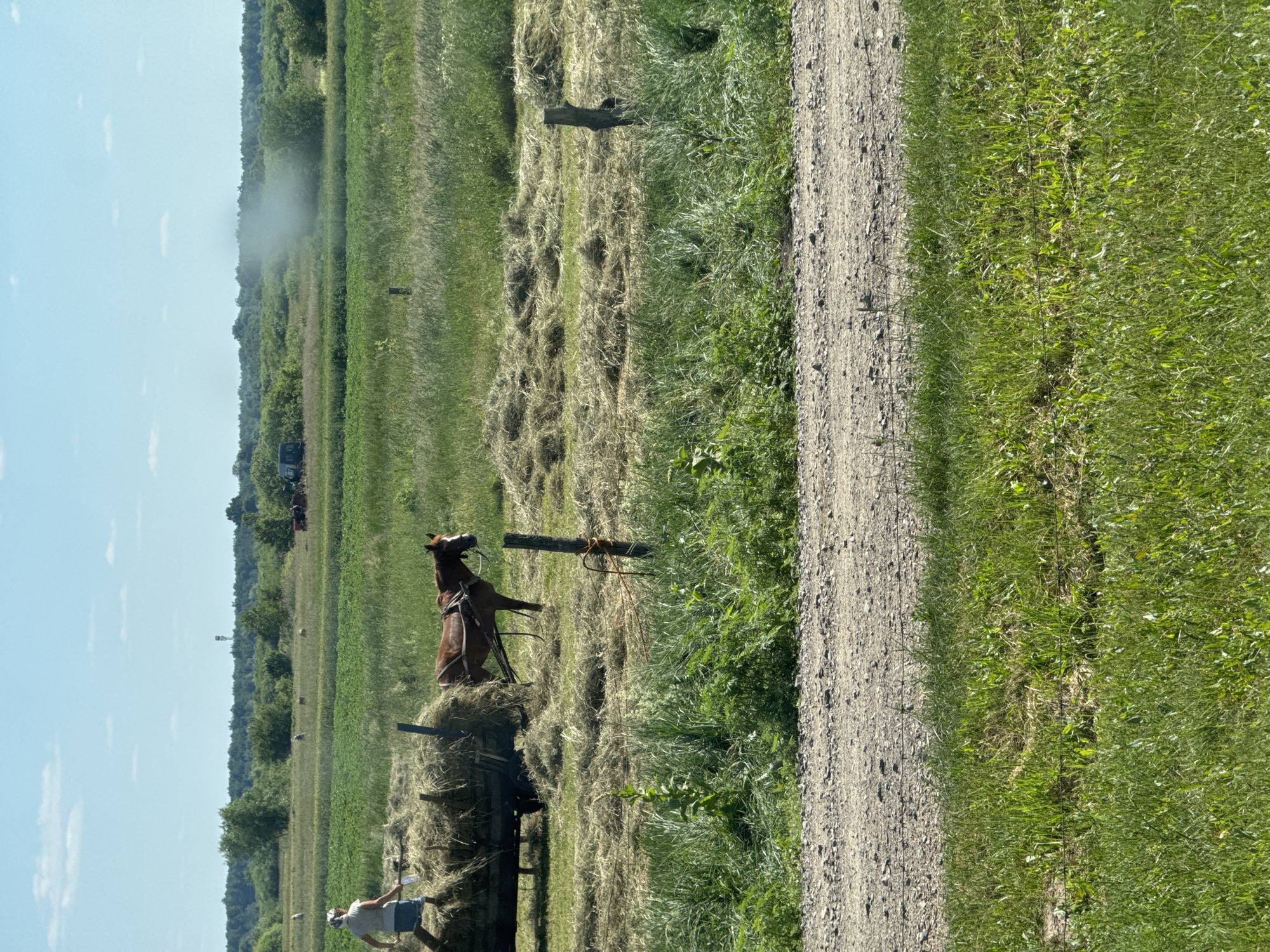 The image depicts a rural scene in Dovhe, Ukraine, likely during daytime under clear, sunny weather, as indicated by the bright lighting and blue sky with scattered clouds. The primary focus is on a horse hitched to a hay wagon loaded with dry hay. The horse, a reddish-brown color, is wearing a harness and appears to be resting or waiting. It is positioned on top of the hay.
The wagon itself is a rustic, wooden structure, partially obscured by the hay. Below the wagon, a person in a white t-shirt and blue shorts is visible, seemingly engaged with the wagon or the hay. Another person is partially visible further to the left.
The setting is a field, with rows of cut hay spread across the ground, suggesting recent harvesting activity. Beyond the field, a dense line of trees forms a backdrop, with a hint of agricultural machinery and possibly a tractor visible in the distance. A dirt or gravel road runs along the right side of the image, bordered by lush green grass. In the far distance, a tall structure, possibly a water tower or communication tower, can be seen. The overall atmosphere is one of agricultural work and rural tranquility.