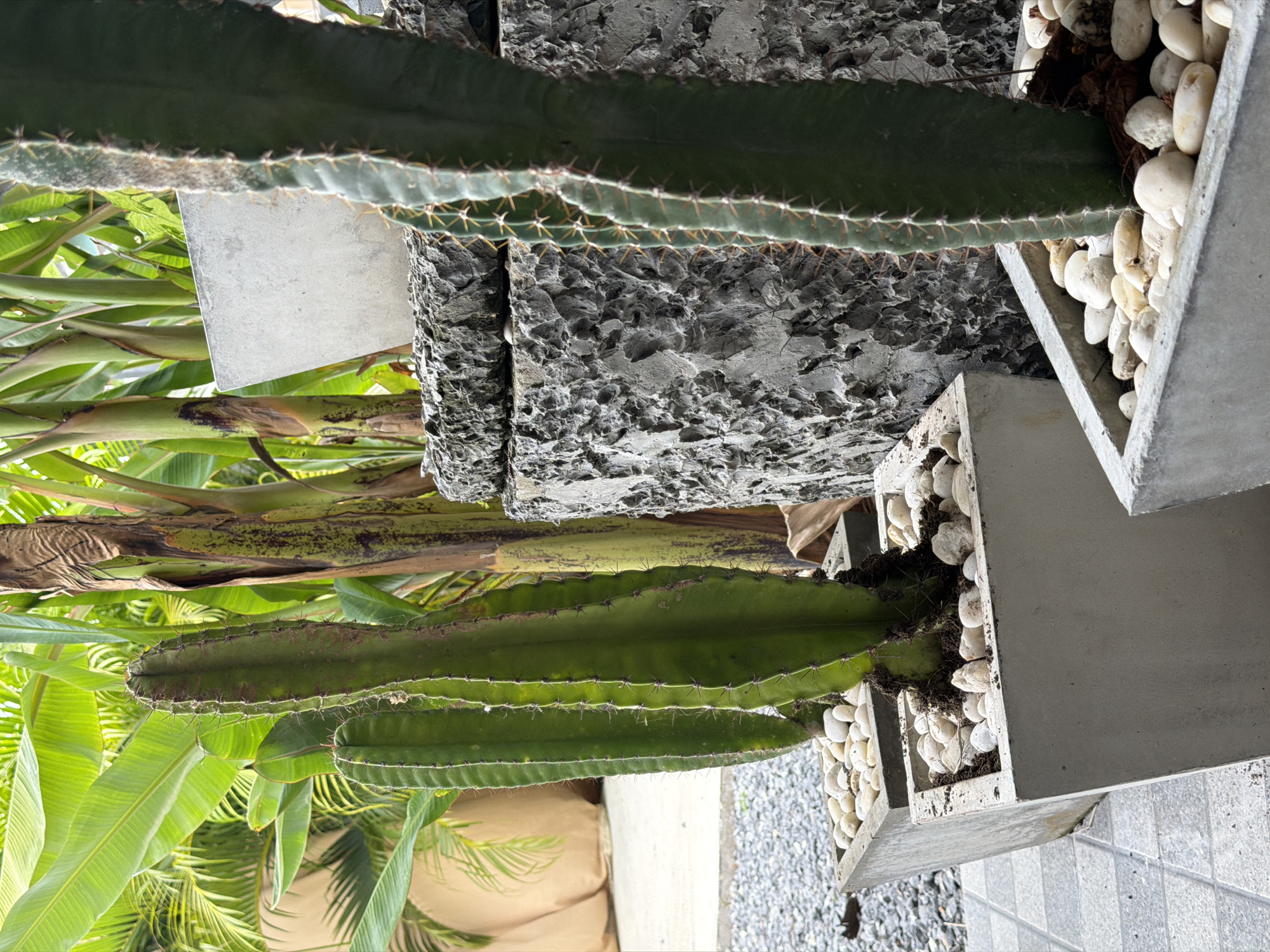 In Baan Bo Phut, Thailand, a close-up shot captures three tall, green cacti planted in square concrete pots filled with white stones. The cacti are positioned outdoors, with lush green banana leaves and palm fronds forming a vibrant backdrop. Behind the cacti, a rough-textured, dark gray stone pillar or planter is visible, adding a contrasting element to the scene. The ground beneath the pots is a mix of gray gravel and patterned tiles. The lighting suggests it is daytime, with natural light illuminating the plants and their surroundings. There are no people or animals visible in the frame. The overall impression is one of a well-maintained, tropical garden or courtyard setting.