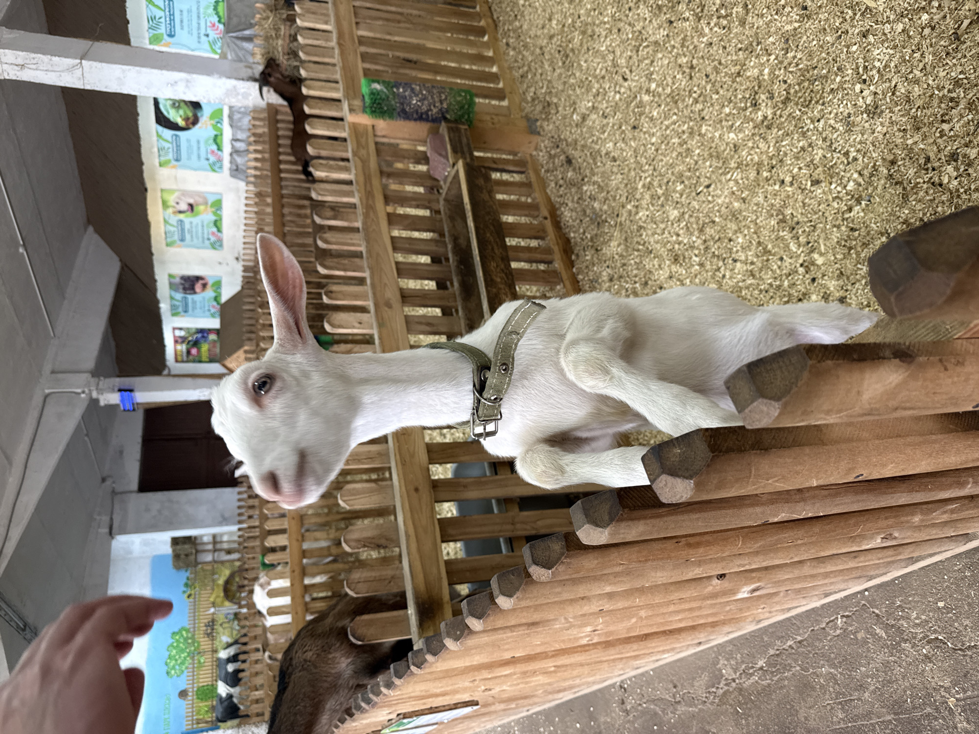 A young white goat with large ears and a collar is the primary subject of this image. It is positioned on a wooden structure within what appears to be an indoor enclosure for farm animals, likely a petting zoo or farm attraction in Kamenka, Russia. The goat is looking towards the camera with an inquisitive expression.
Behind the white goat, a darker brown goat is partially visible, suggesting the presence of multiple animals. The enclosure features wooden slatted walls and fences, with a floor covered in wood shavings or sawdust, a common bedding material for livestock. In the background, there are informational posters or signs mounted on the walls. One sign depicts a farm scene with cows and trees, and others show illustrations of animals like dogs and possibly rabbits. The lighting suggests it is daytime, and the indoor setting implies controlled environmental conditions, so weather is not a factor.
A human hand is visible in the lower left corner of the frame, reaching out towards the animals, which implies interaction or feeding is taking place. The overall scene conveys a relaxed and interactive atmosphere, typical of a family-friendly farm or zoo experience. The visible text on the posters is in Russian, confirming the location context of Kamenka, Russia.