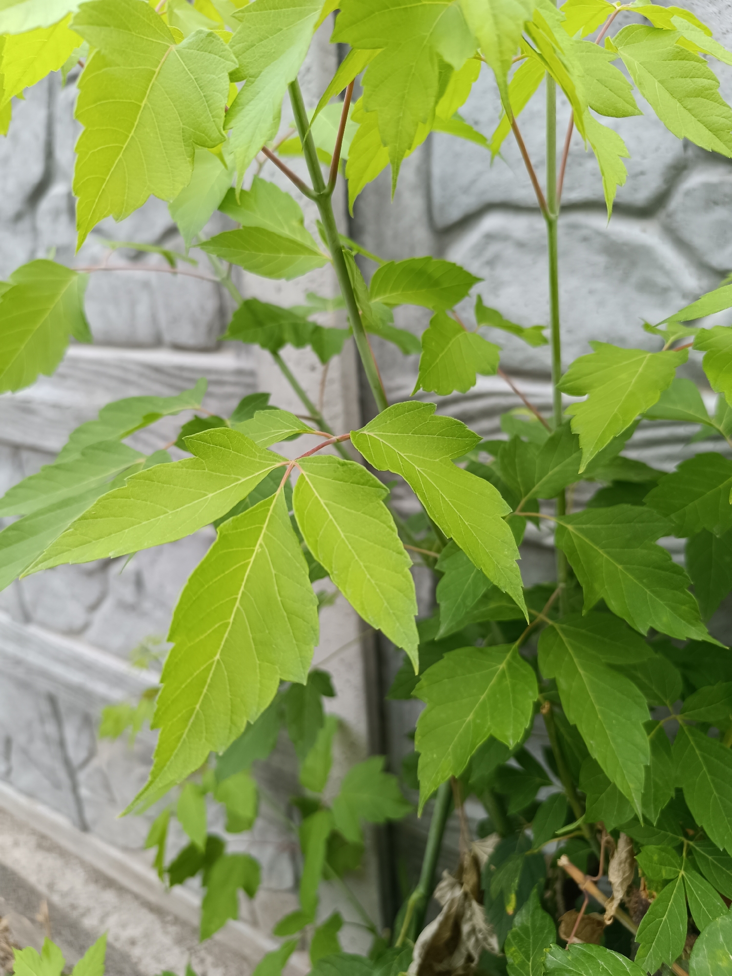 The image shows a close-up view of bright green leaves and thin, reddish-brown stems of a plant growing in front of a gray, textured concrete fence. The fence has an irregular, block-like pattern. The lighting suggests an outdoor setting, possibly in an urban environment given the fence. The plant appears to be in its growth phase, with some dried brown leaves visible at the bottom. There are no people or animals in the image, nor any visible signs of human activity beyond the fence itself. The focus is on the foliage and stems of the plant. The image does not contain any specific indicators that would place it in Taraz, Kazakhstan.
