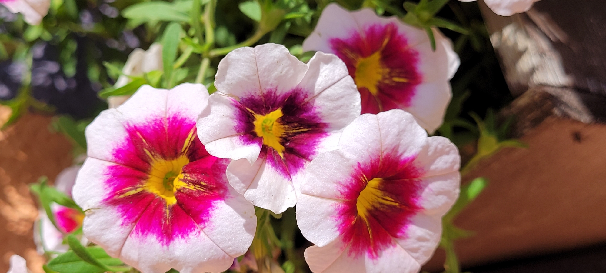 The image shows a close-up of three petunia flowers. The flowers are white with deep pink and yellow centers. They are arranged in a cluster, with green leaves visible in the background. The lighting suggests an outdoor setting, possibly a garden or a balcony. There are no people or animals visible in the image. The location in the city of Riga, Latvia, is not discernible from the image.
