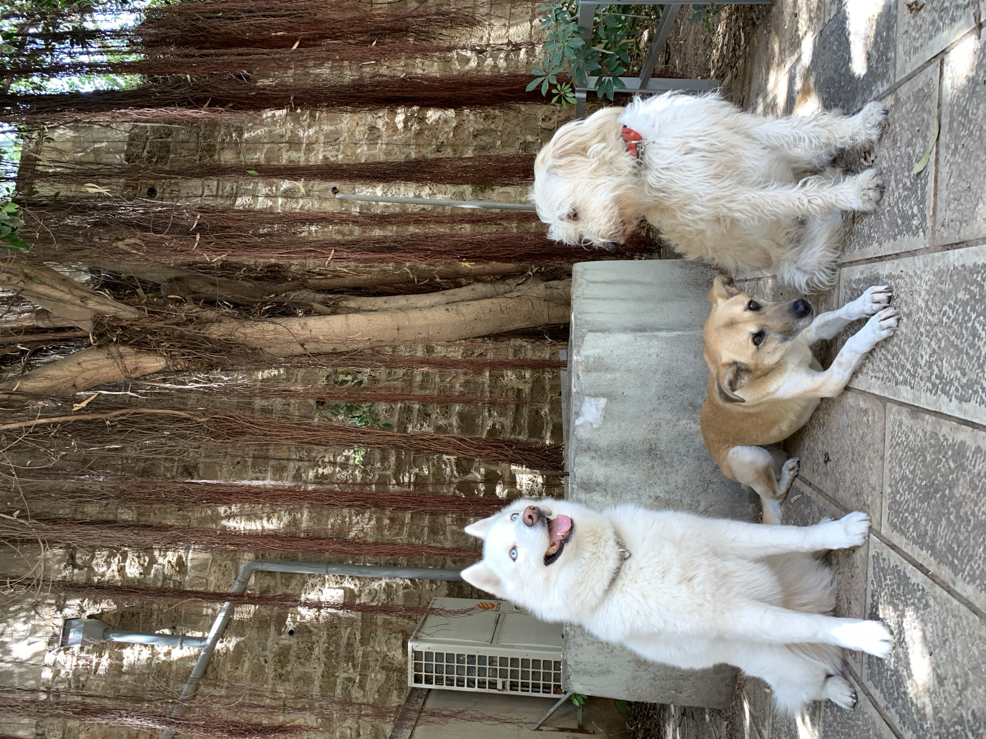 Three dogs are seen lounging outdoors on a paved patio beside a wall extensively covered in a thick network of reddish-brown aerial roots, likely from a large Ficus tree.
The dog at the top right is a fluffy, light cream or white canine with shaggy fur, wearing a red collar, lying down and looking towards the root-covered wall. Below it, in the center, is a tan-colored dog with shorter fur, lying on its side with its front paws outstretched, gazing up attentively towards the camera. At the bottom right is a large, fluffy white dog, possibly a Husky or Samoyed mix, with striking blue eyes, panting happily with its tongue out, also looking directly at the camera. This dog is also lying down.
The paved ground consists of large, light-colored rectangular tiles, and shadows indicate bright daytime sunlight. On the wall behind the bottom white dog, an outdoor air conditioning unit and several grey pipes are visible. More pipes run horizontally across the wall. Green foliage can be seen at the top of the wall. The dogs appear relaxed and content in their outdoor setting. Given the Tel-Aviv context, this scene likely takes place in an urban courtyard, garden, or an outdoor area of a building. No text is visible in the image.