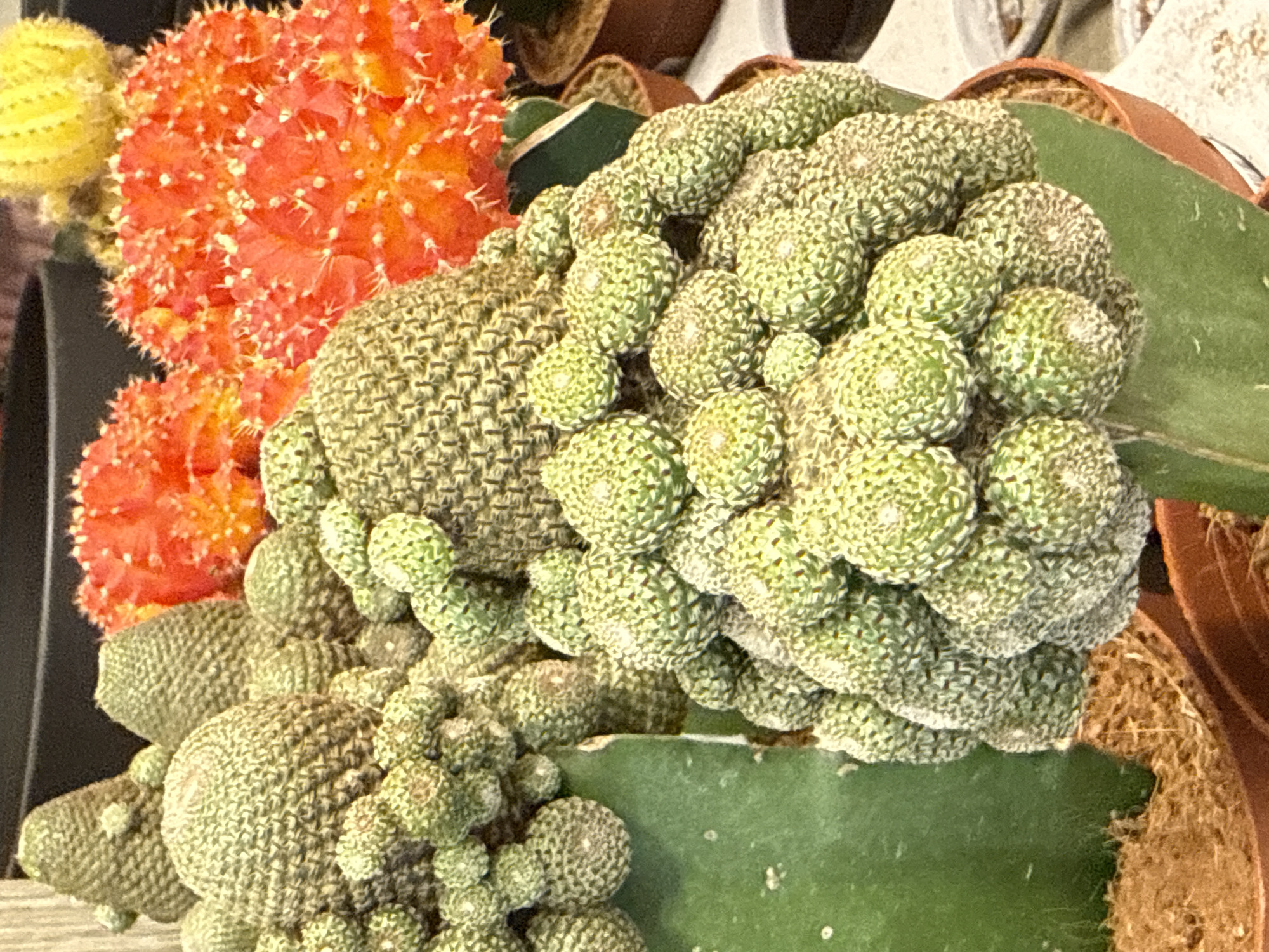 The image displays a close-up view of a collection of various potted cacti. The cacti are predominantly green, with some featuring vibrant orange and yellow coloration at their tops, suggesting they are grafted varieties. One prominent cactus in the foreground has a thick, smooth green stem from which numerous smaller, segmented green cacti sprout, forming a dense cluster. Other cacti in the background are cone-shaped with prominent ribbing and spines, and some of these exhibit bright orange and yellow hues. The cacti are planted in brown pots filled with a light brown, fibrous soil. The background is blurred, showing hints of other potted plants and a dark surface, possibly a shelf or table. The lighting appears to be artificial, creating soft shadows and highlighting the textures of the cacti. The scene is indoors, likely in a nursery or garden center. There are no people visible in the image. This scene is observed in Bad Lauterberg im Harz, Germany.